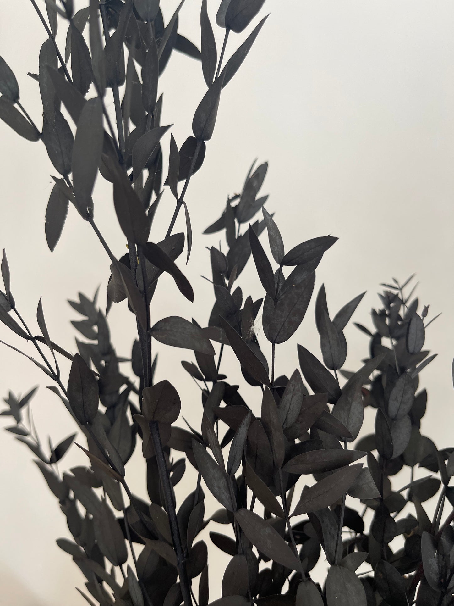 Preserved Eucalyptus Bunch