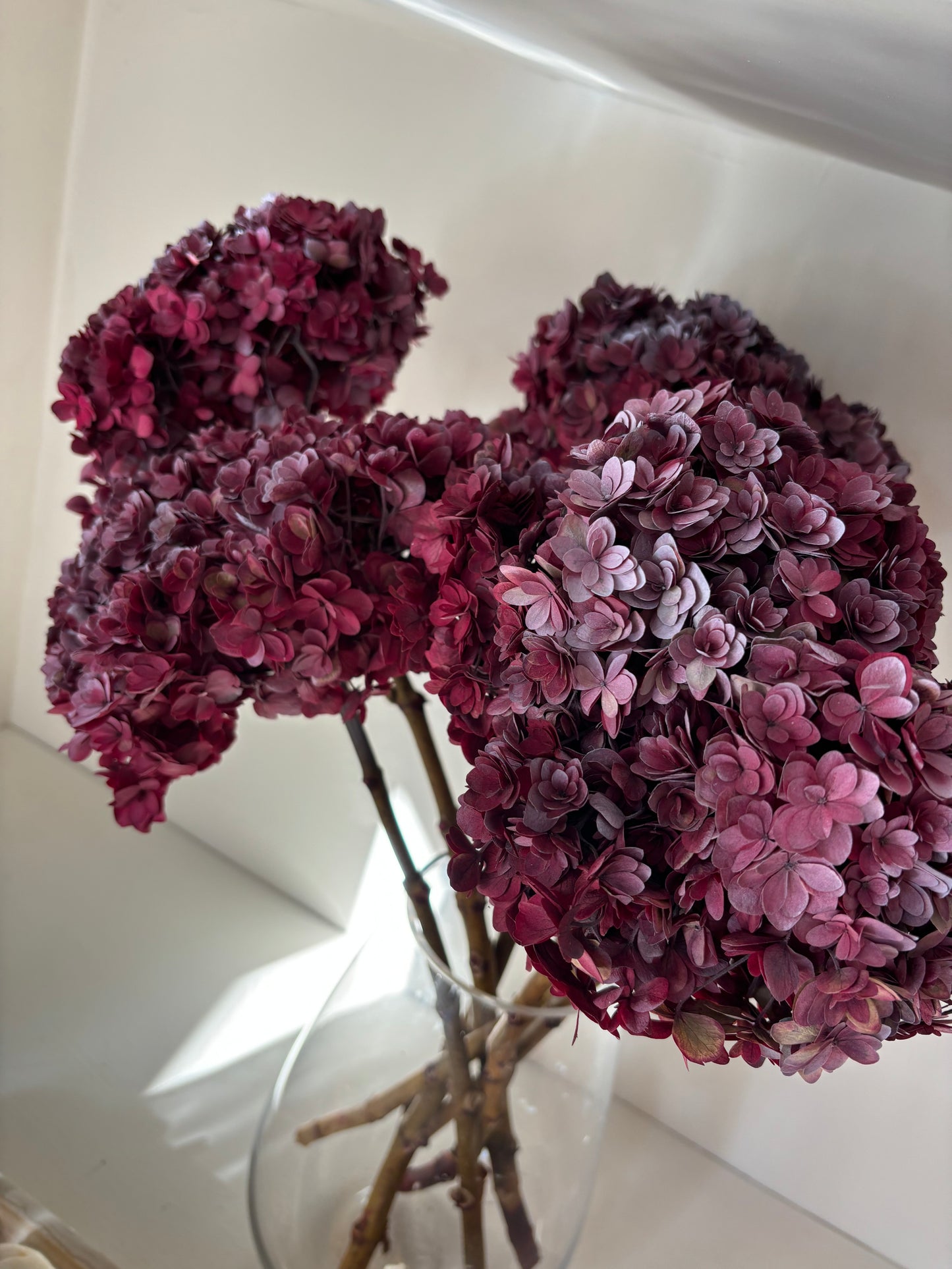 Large Burgundy Preserved Hydrangea
