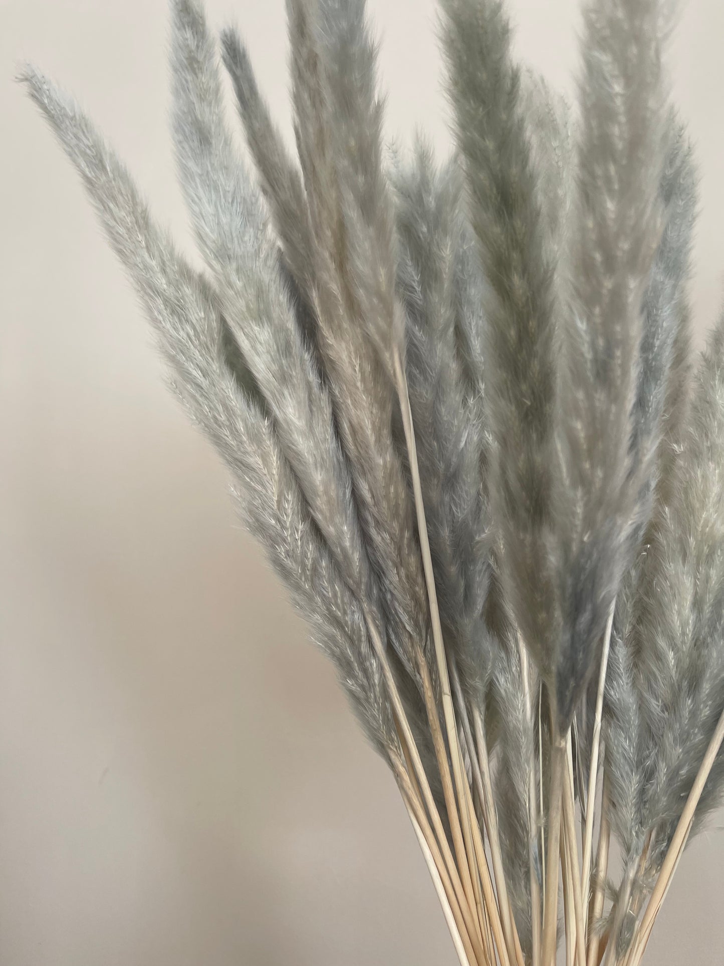 Aqua Grey Small Pampas