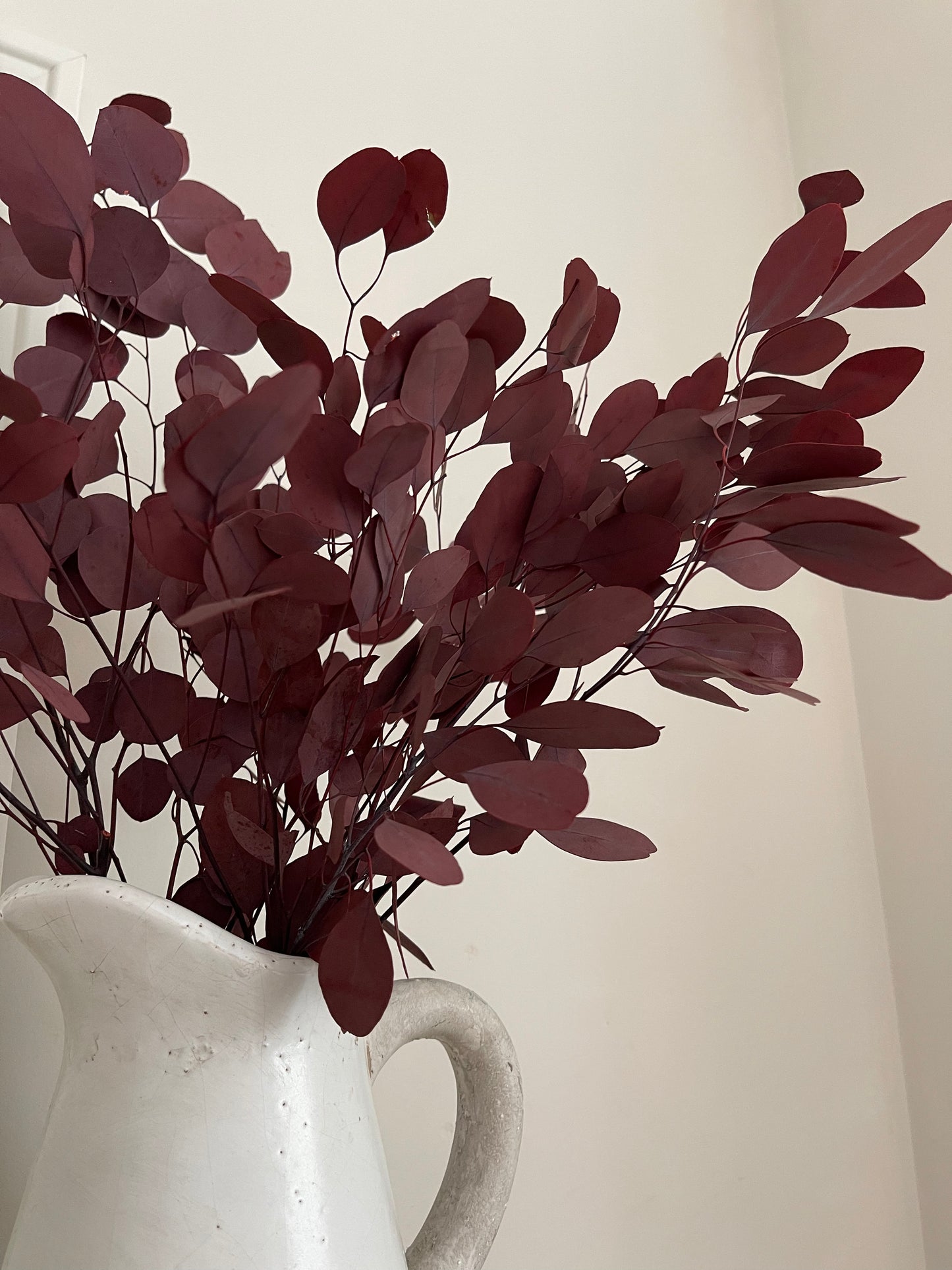 Preserved Deep Red Populus Eucalyptus