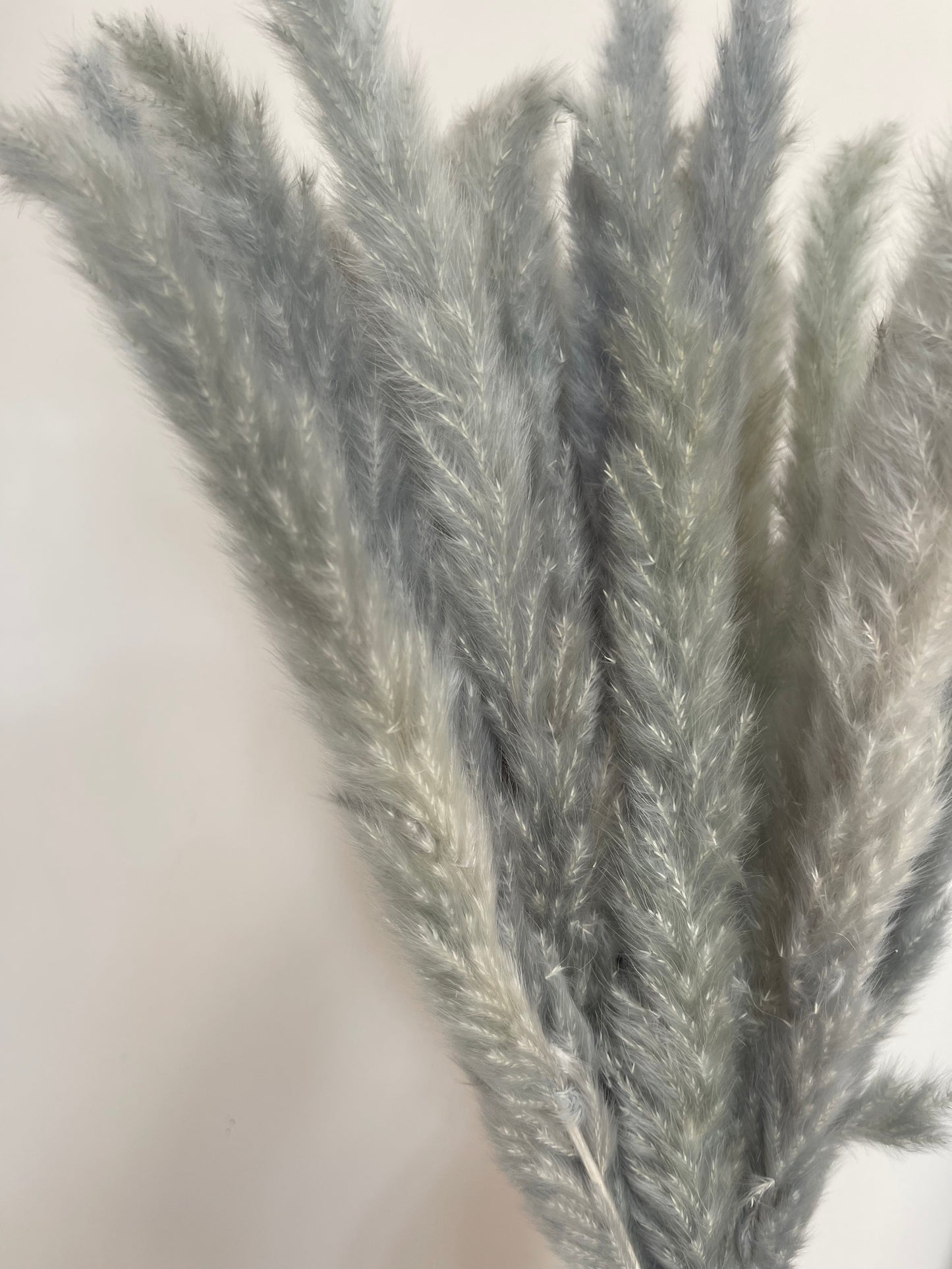 Aqua Grey Small Pampas