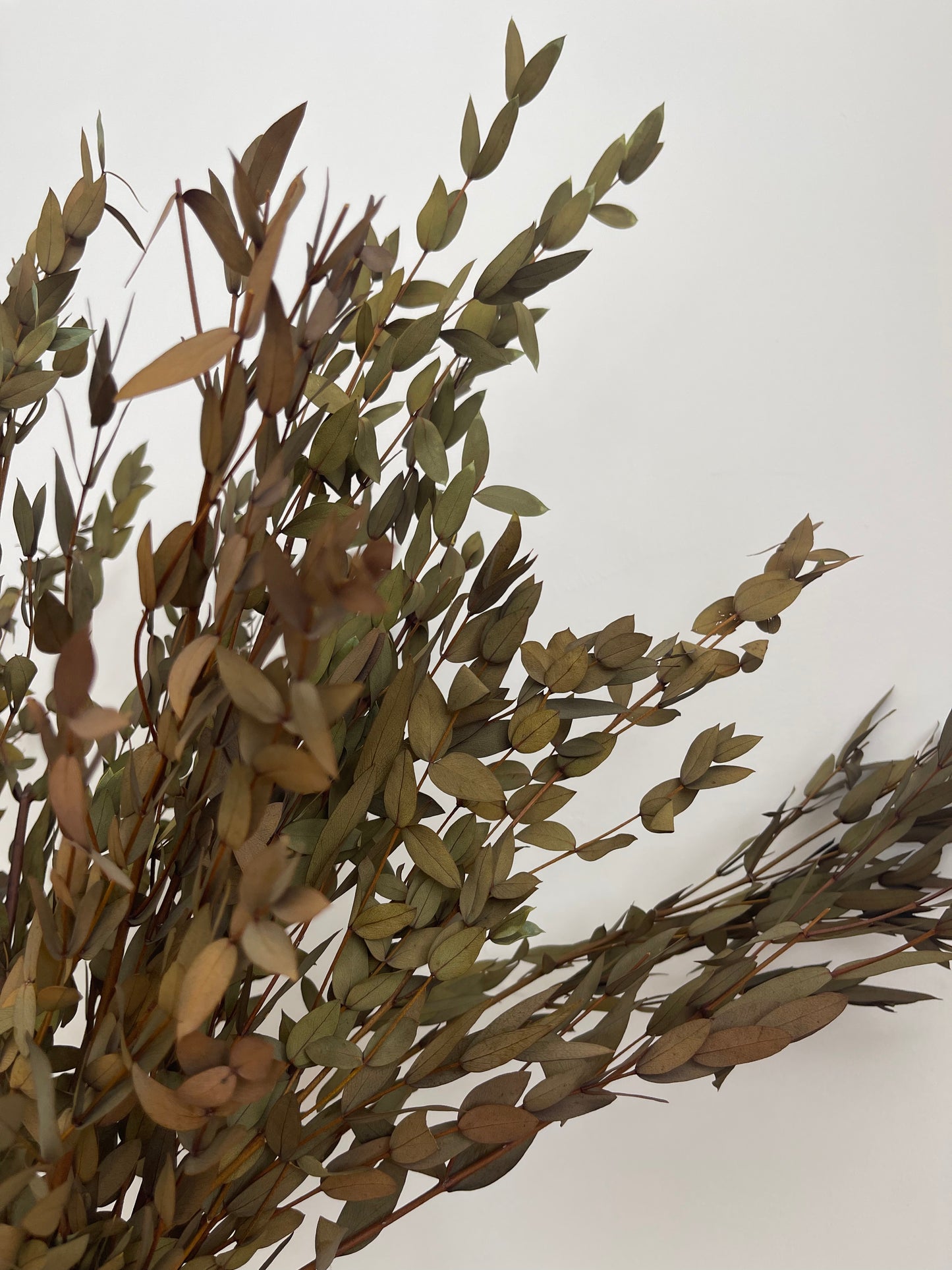 Preserved Eucalyptus Bunch