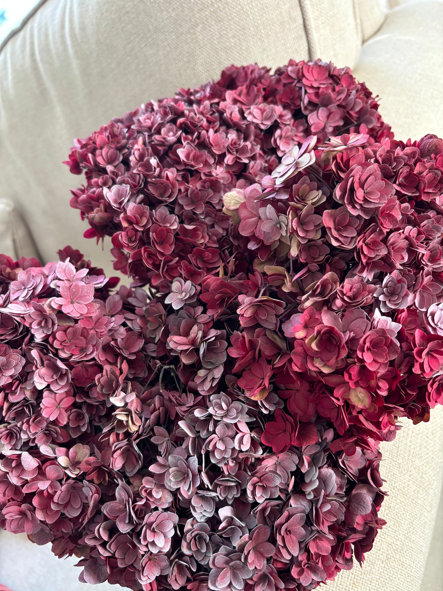 Large Burgundy Preserved Hydrangea