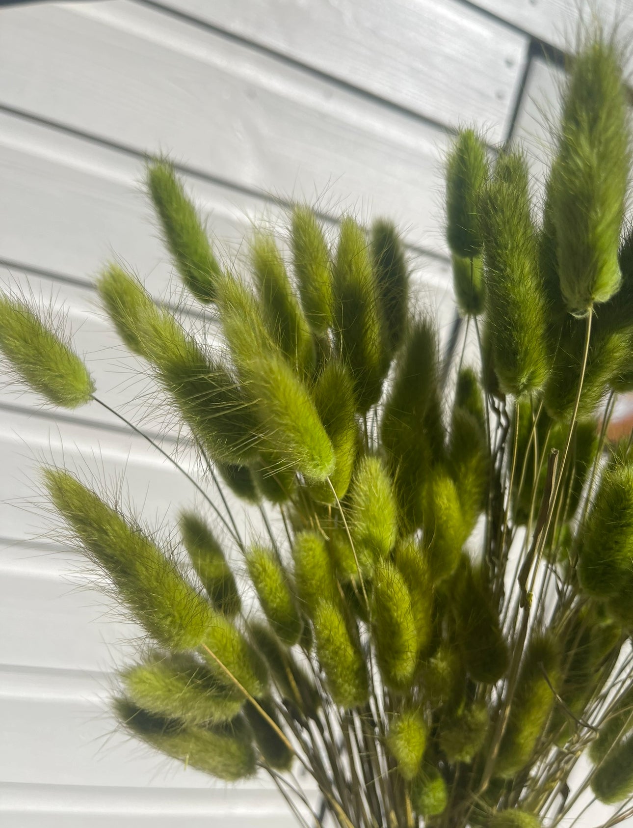 Autumn Moss Green Bunny Tails