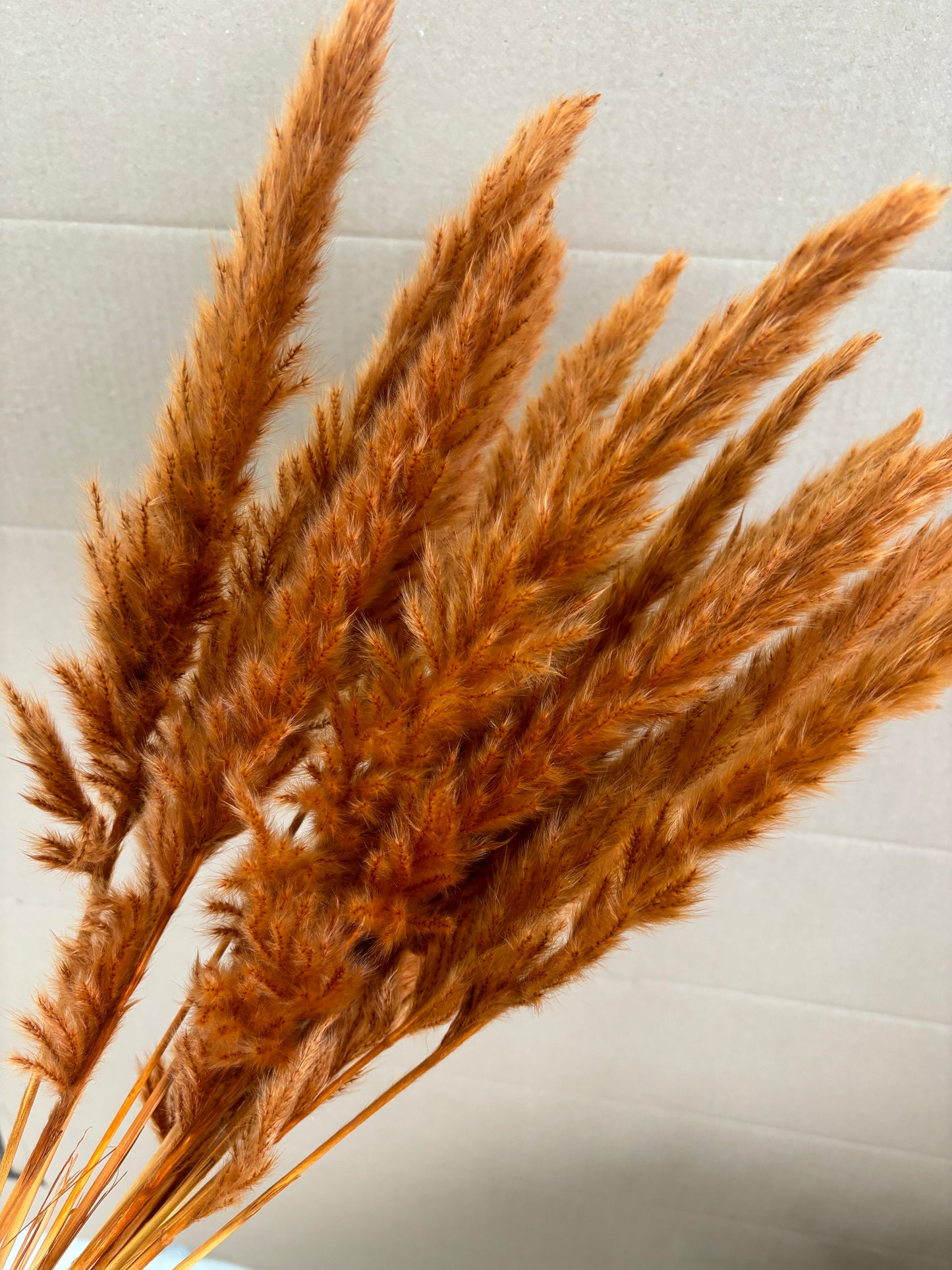 Burnt Orange Pampas