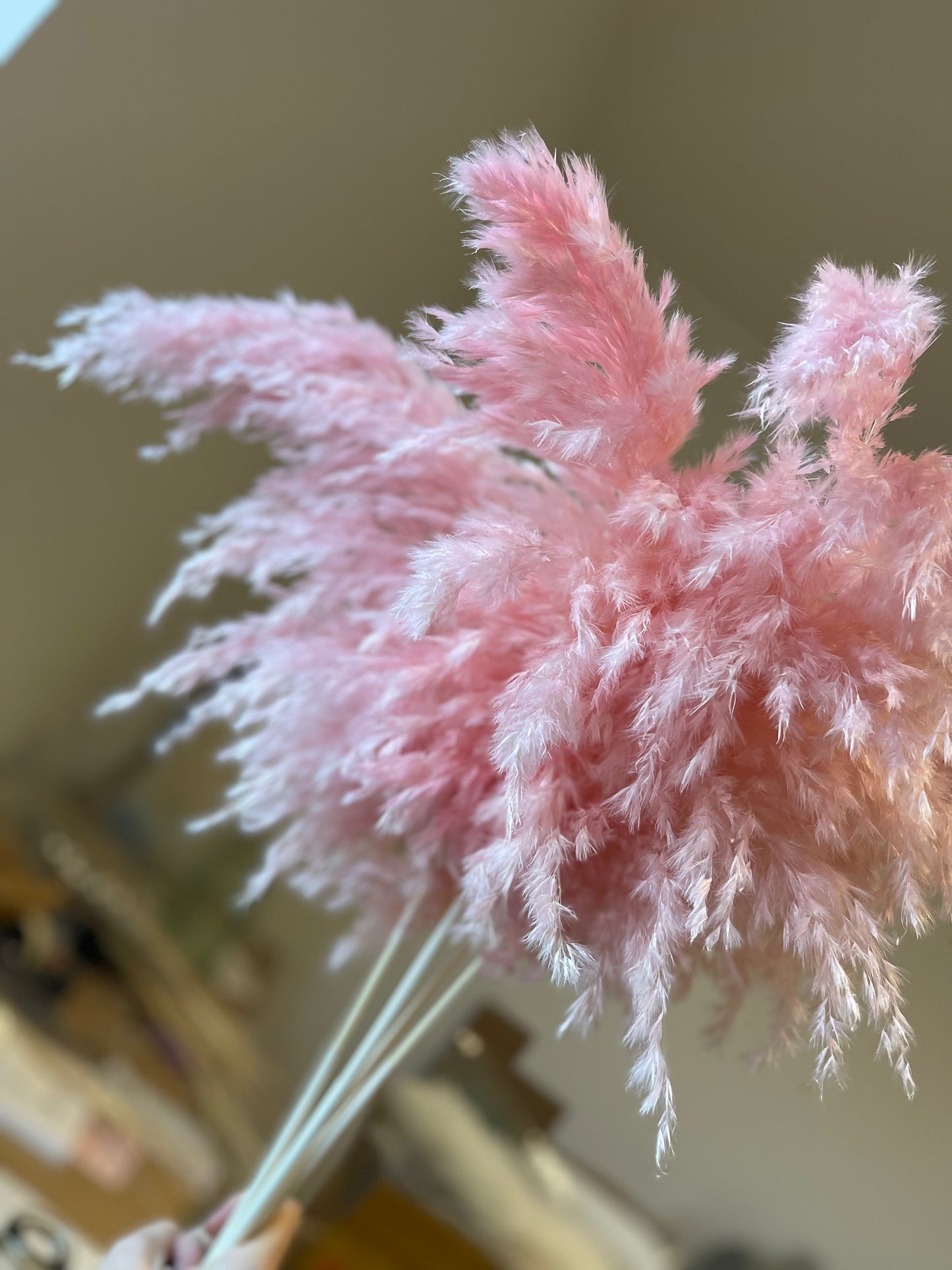 Wild Fluffy Pampas - Pink