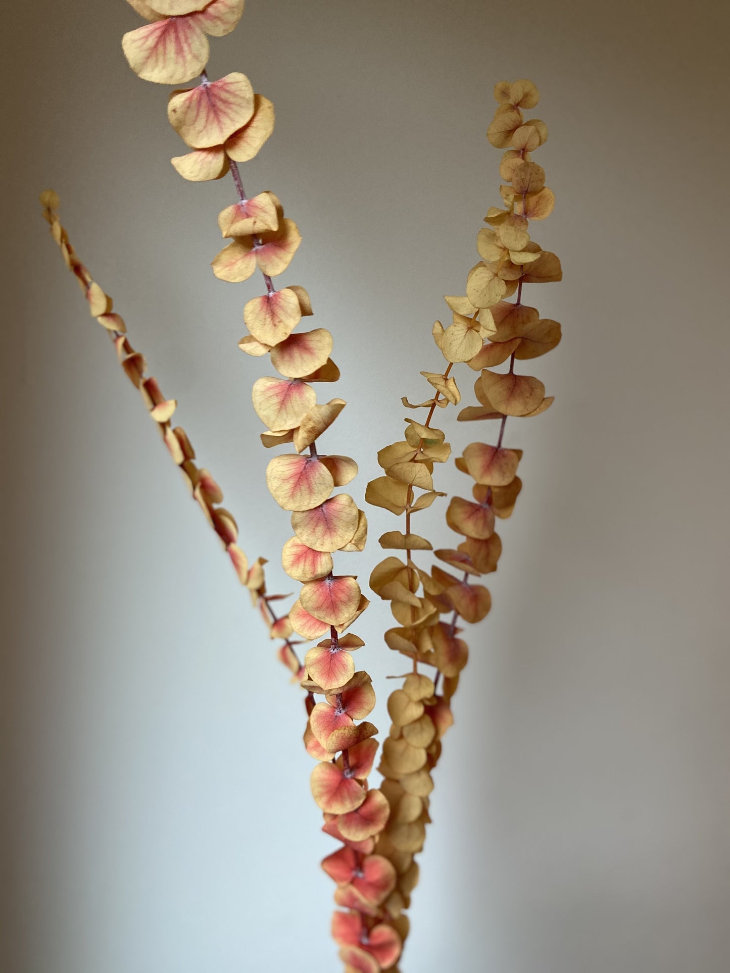 Eucalyptus Stems