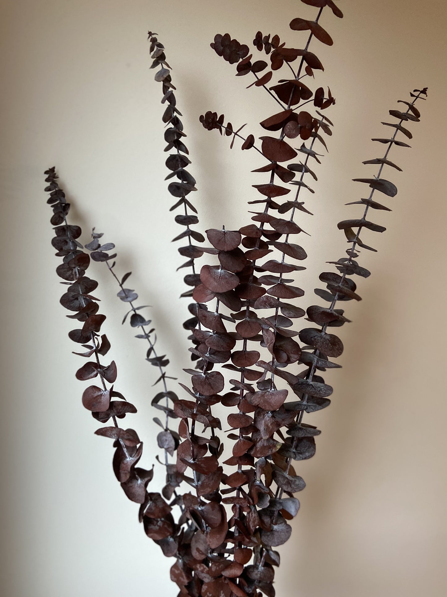 Eucalyptus Stems