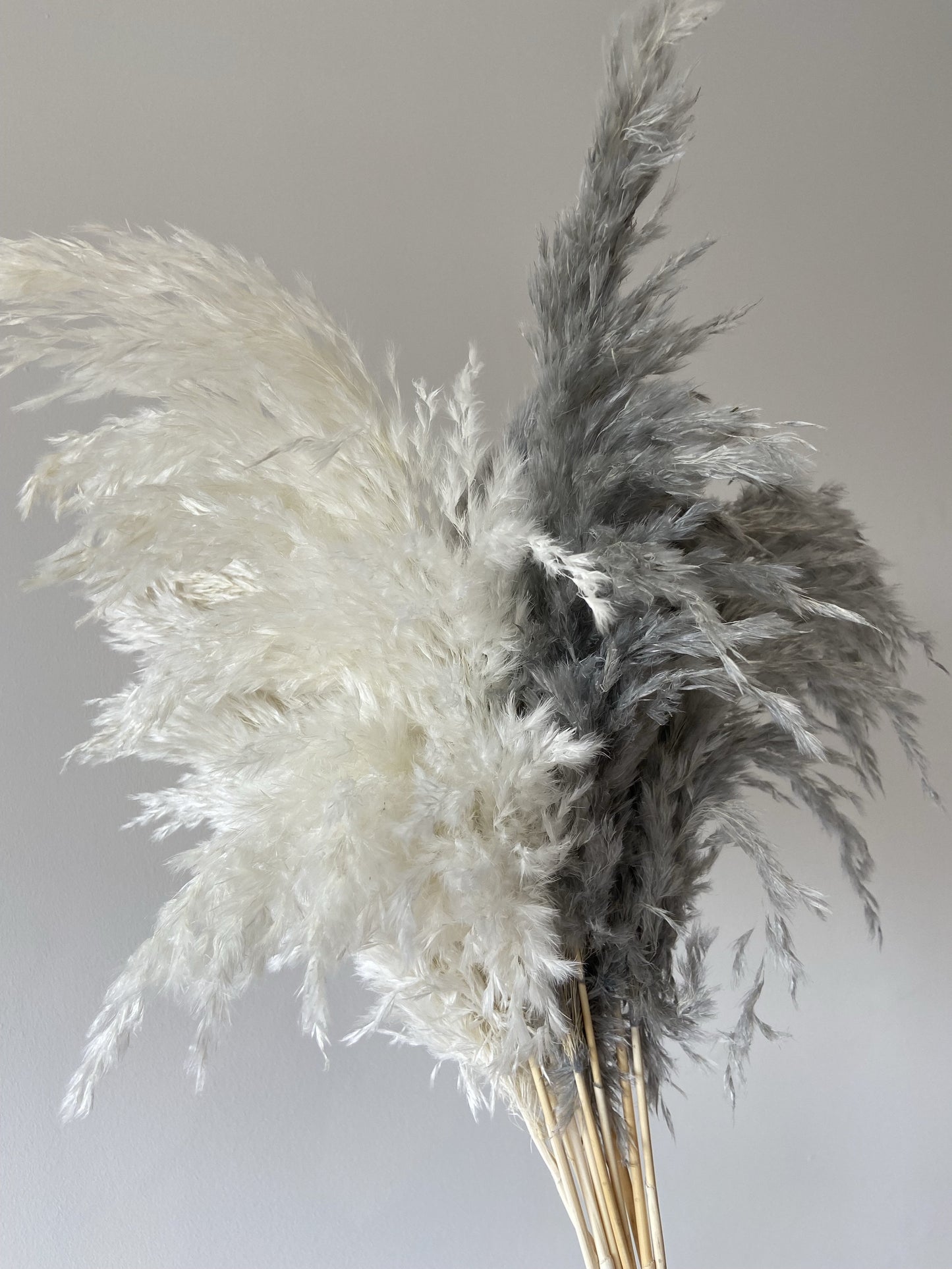 Wild Fluffy Pampas - White & Grey