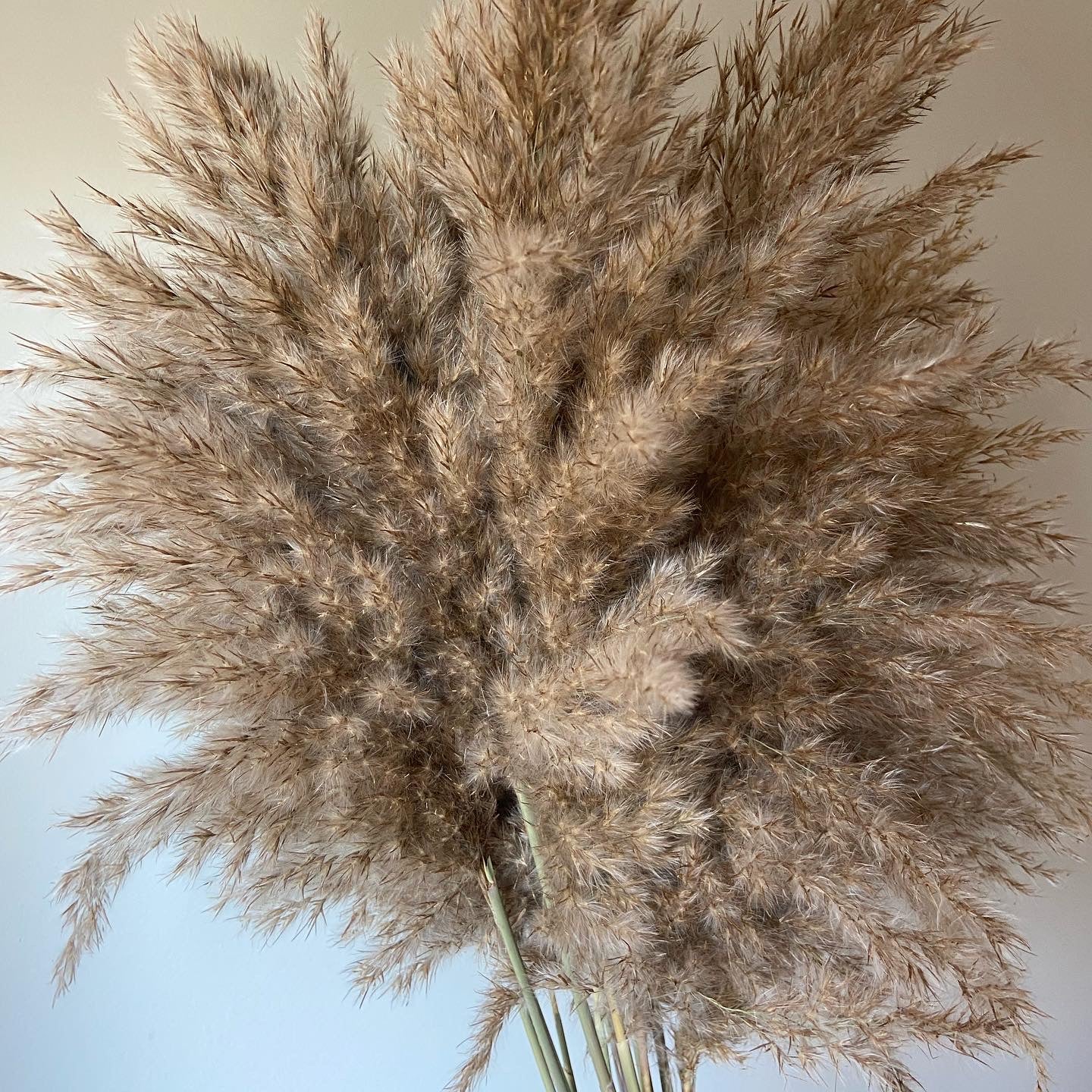 Brown - Wild Fluffy Pampas