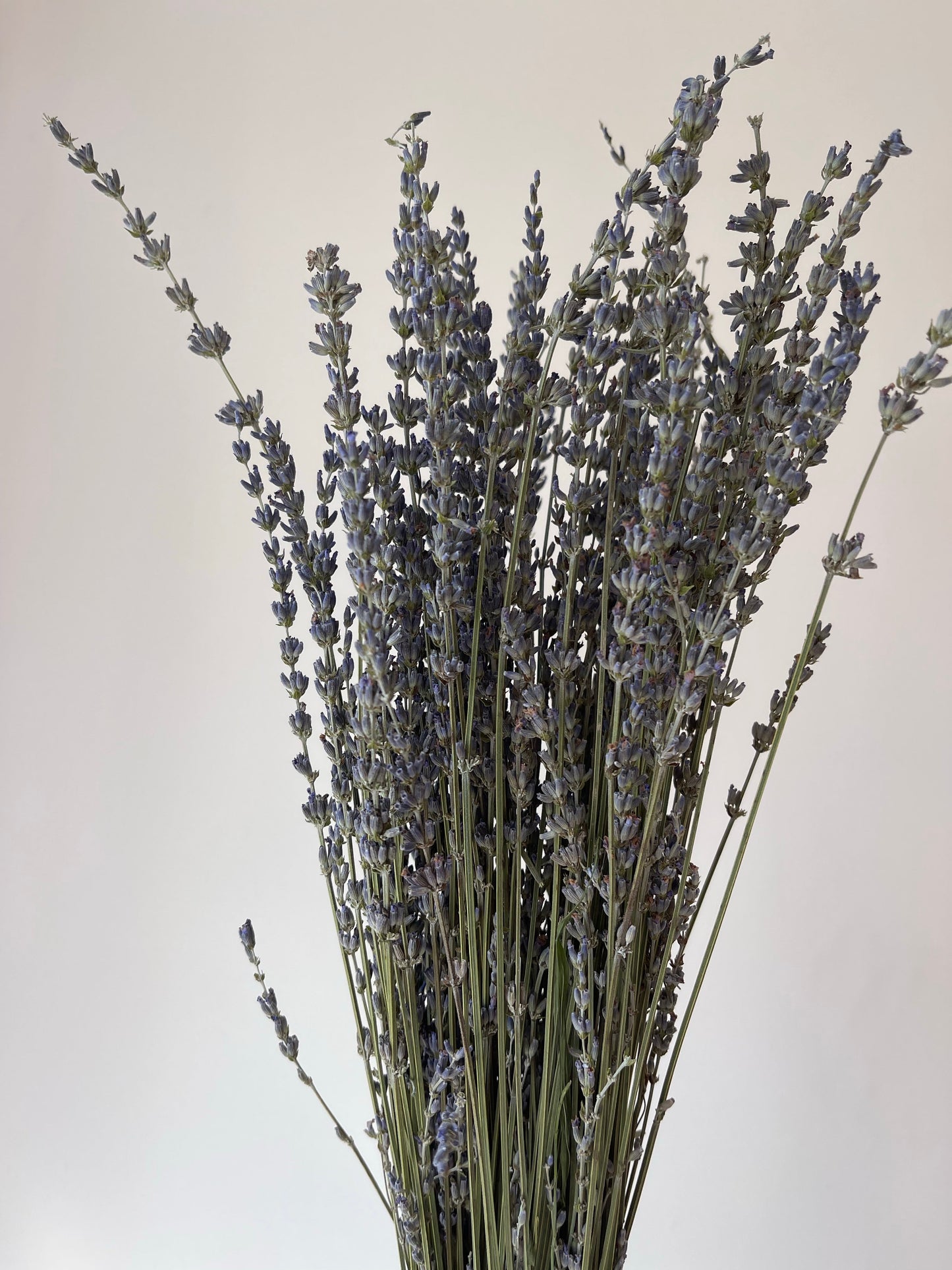 Dried Lavender Bundle