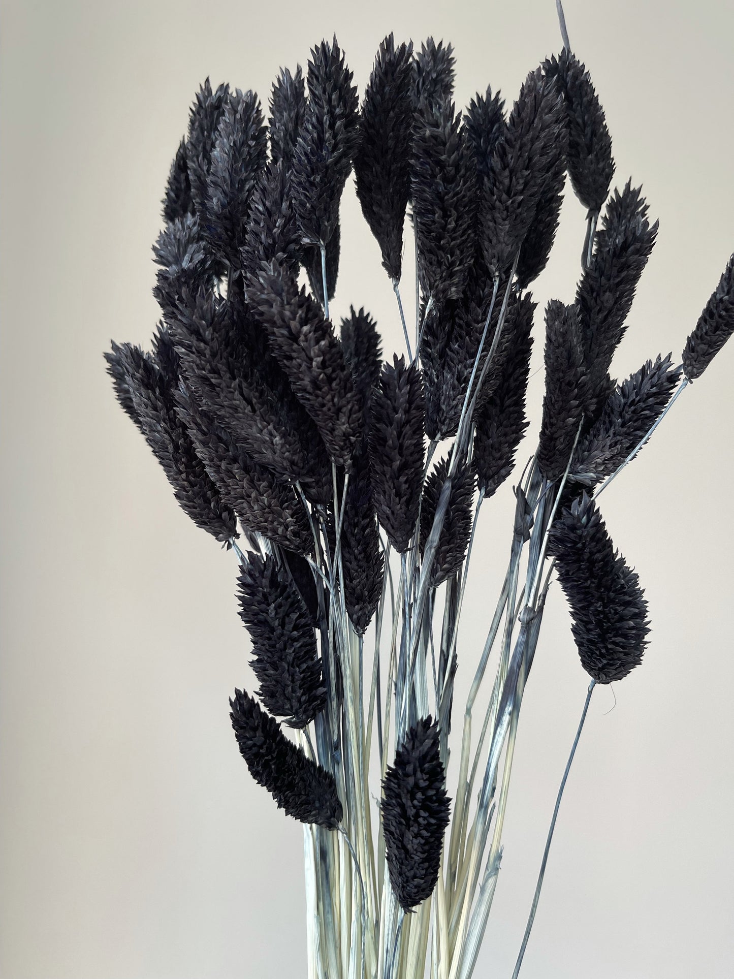 Black Gem Grass