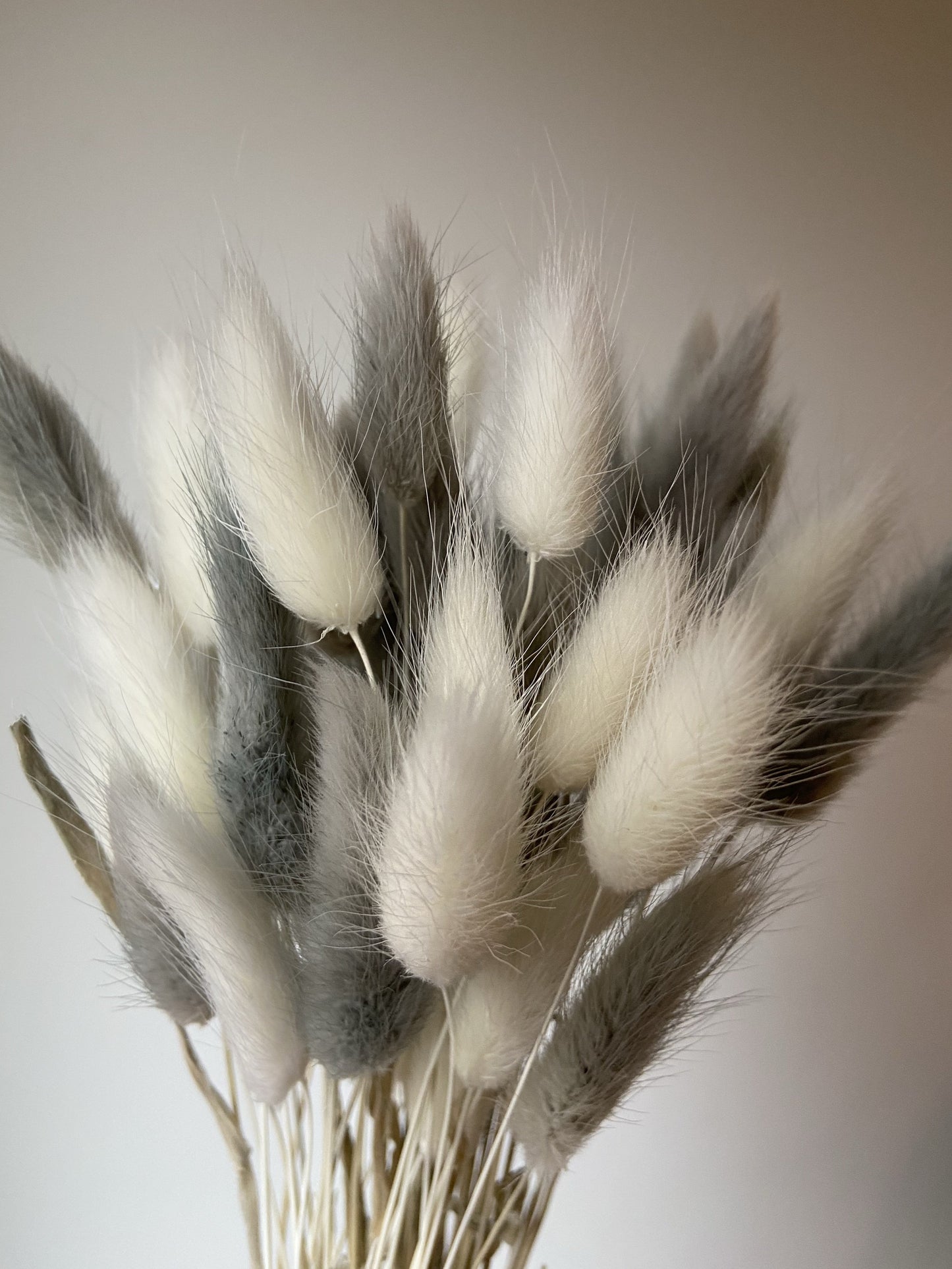 Grey & White Bunny Tails