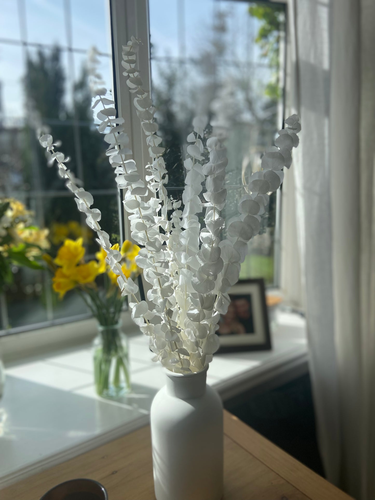 Eucalyptus Stems