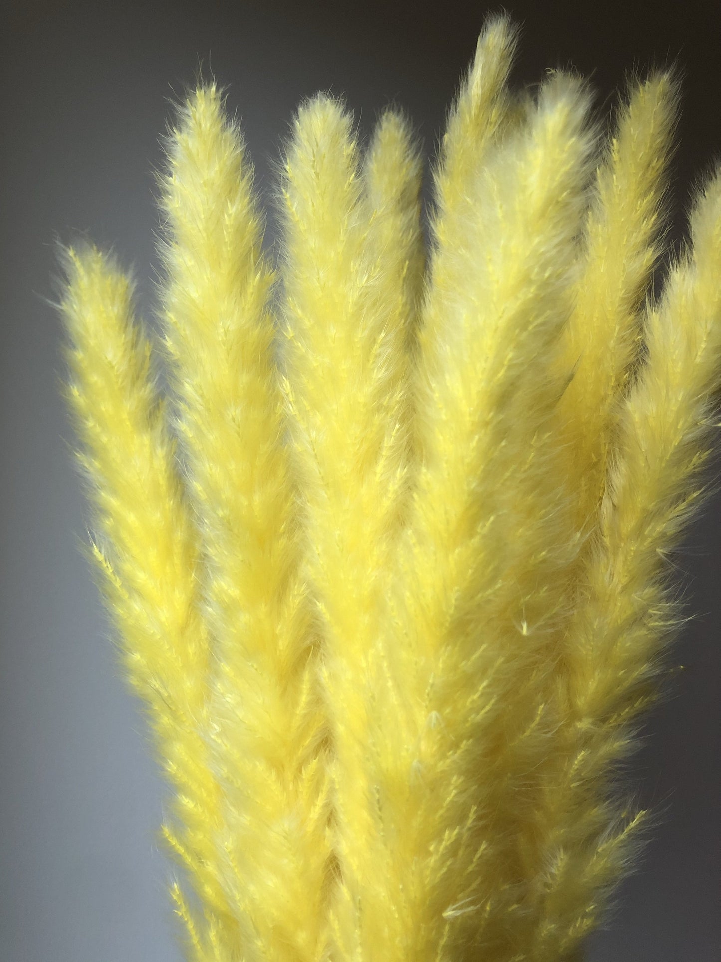 Small Yellow Pampas