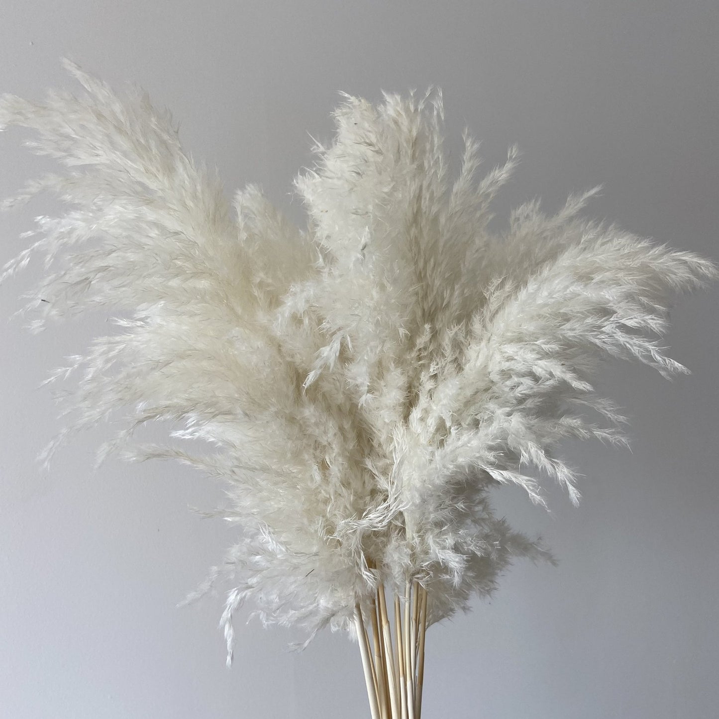 White - Wild Fluffy Pampas