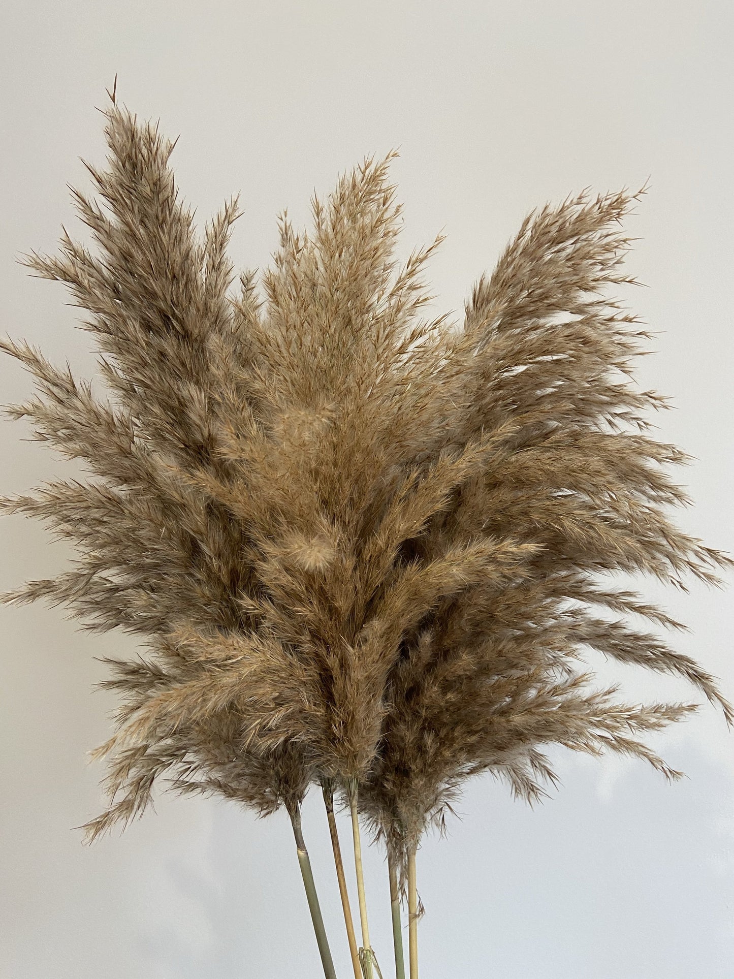 Brown - Wild Fluffy Pampas