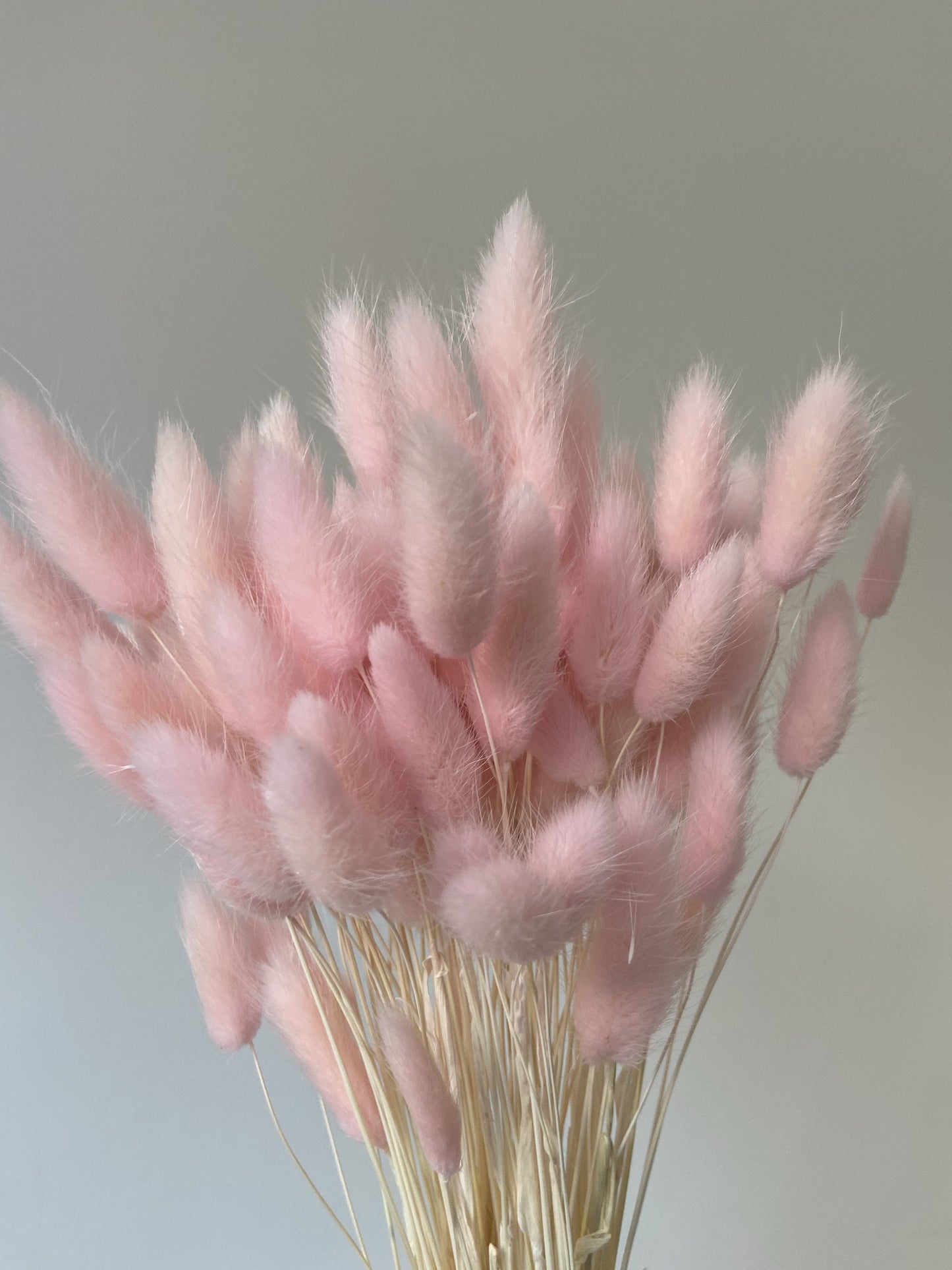 Light Pink Bunny Tails