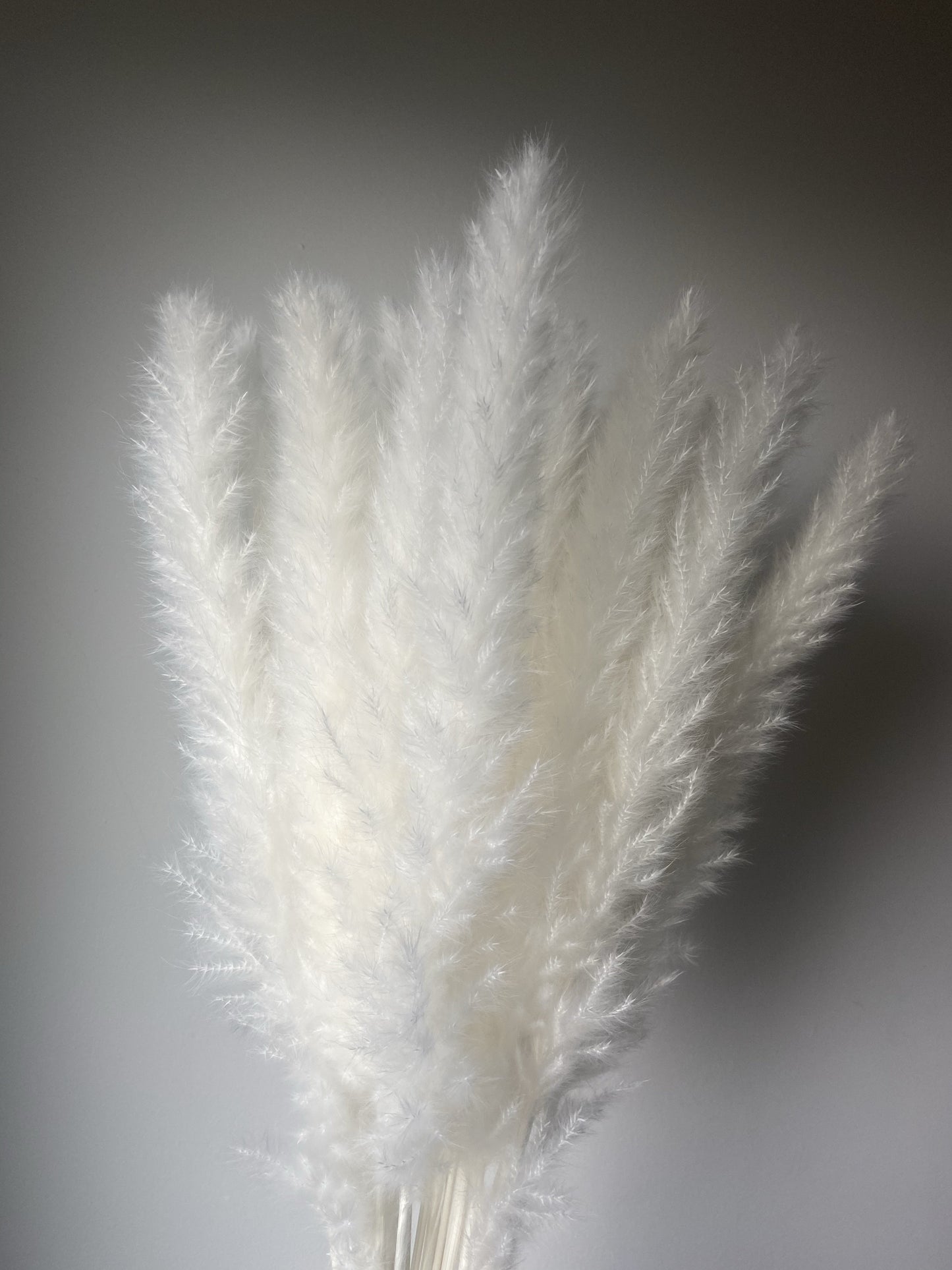 Small White Pampas