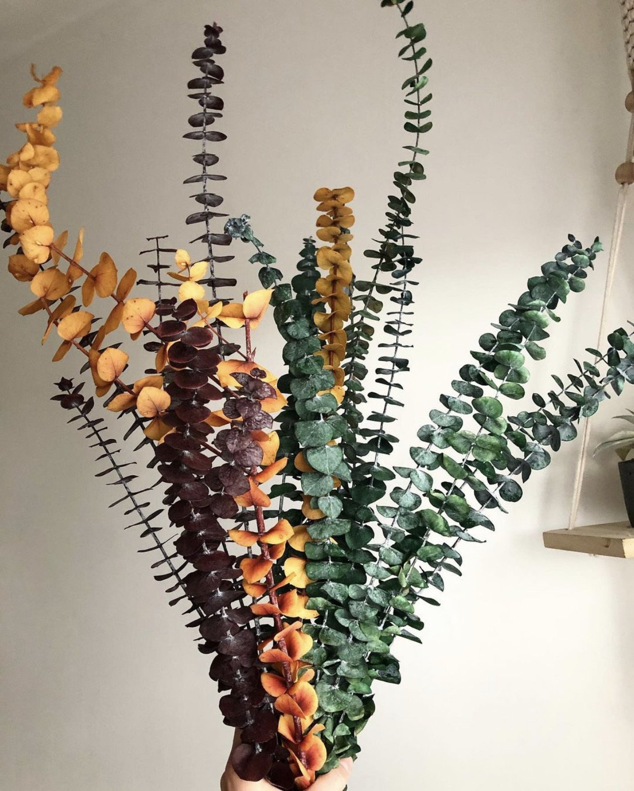 Eucalyptus Stems