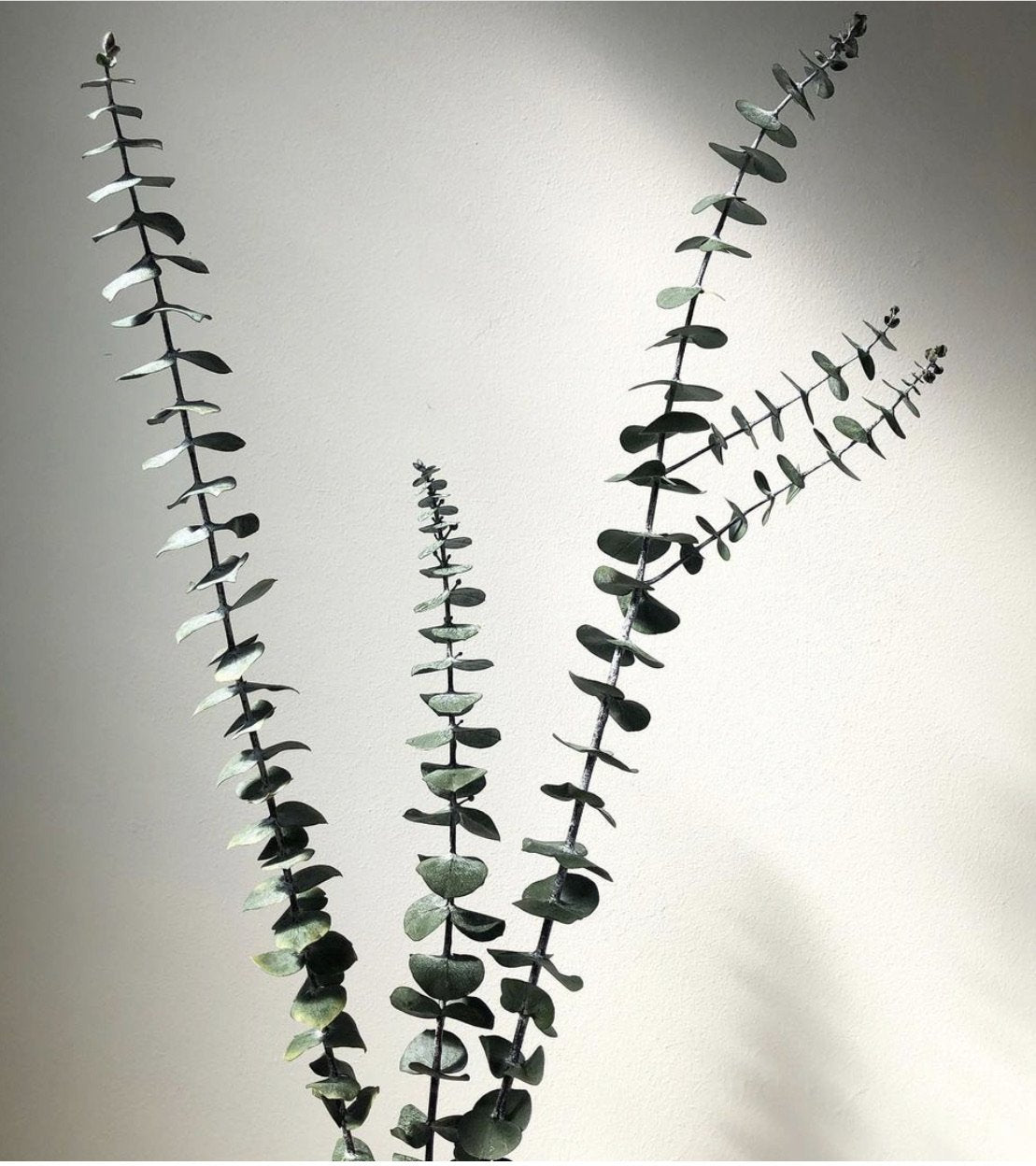 Eucalyptus Stems