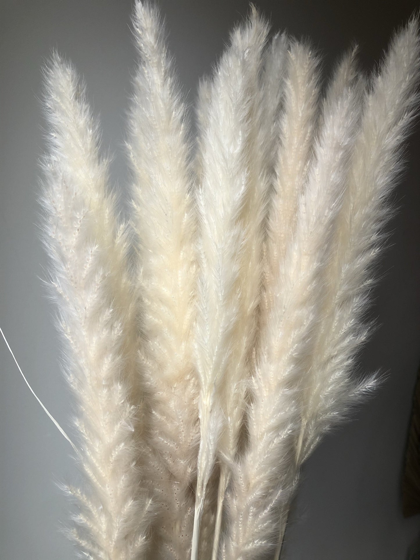 Small Ivory Cream Pampas