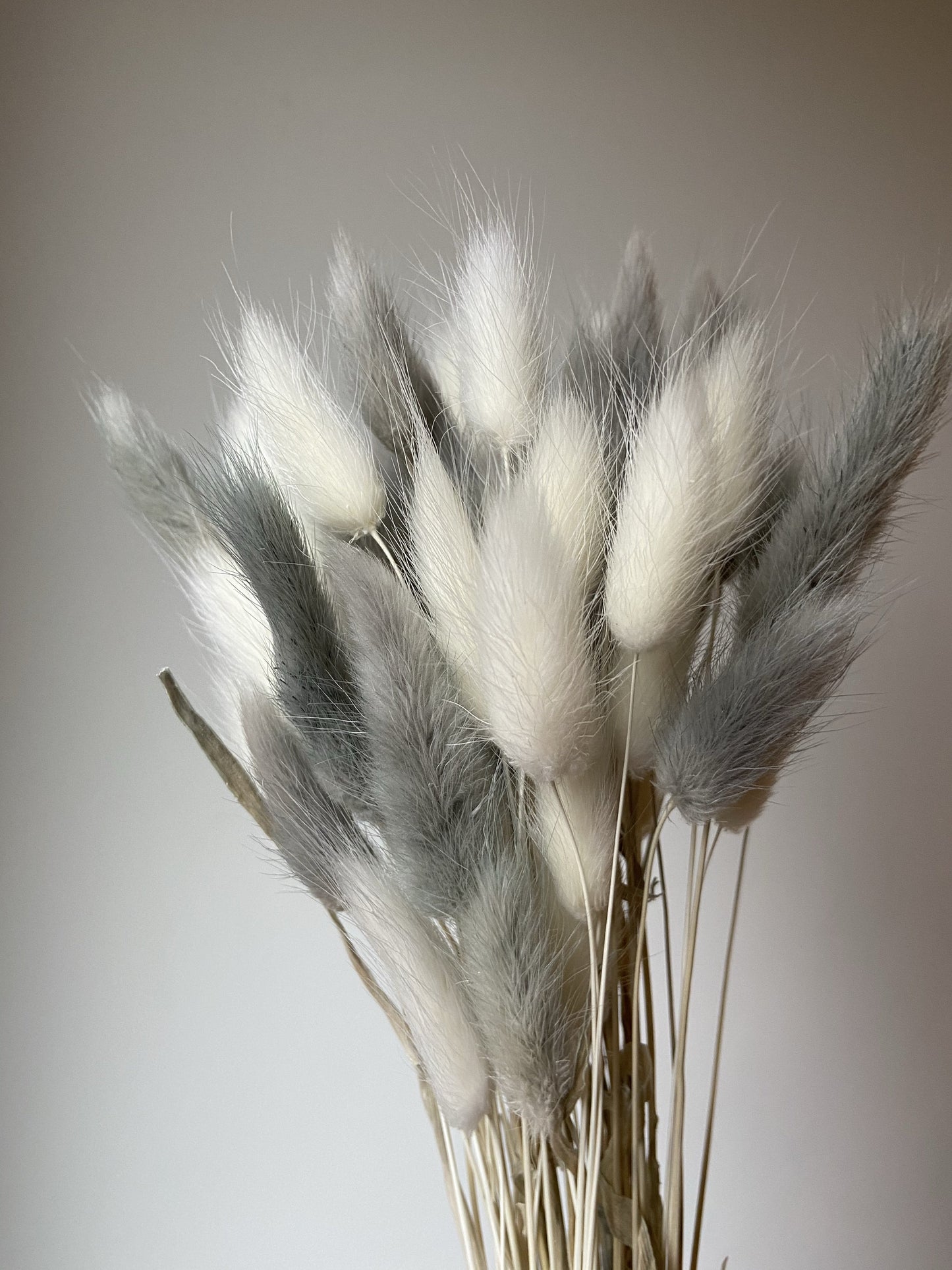Grey & White Bunny Tails