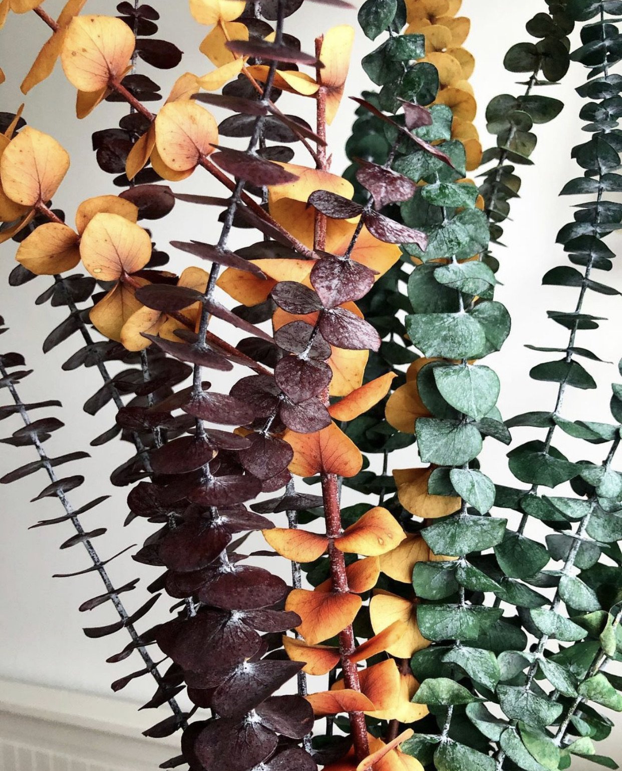 Eucalyptus Stems