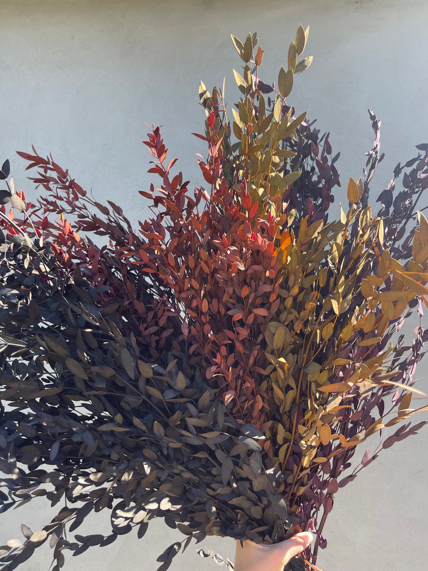 Preserved Eucalyptus Bunch
