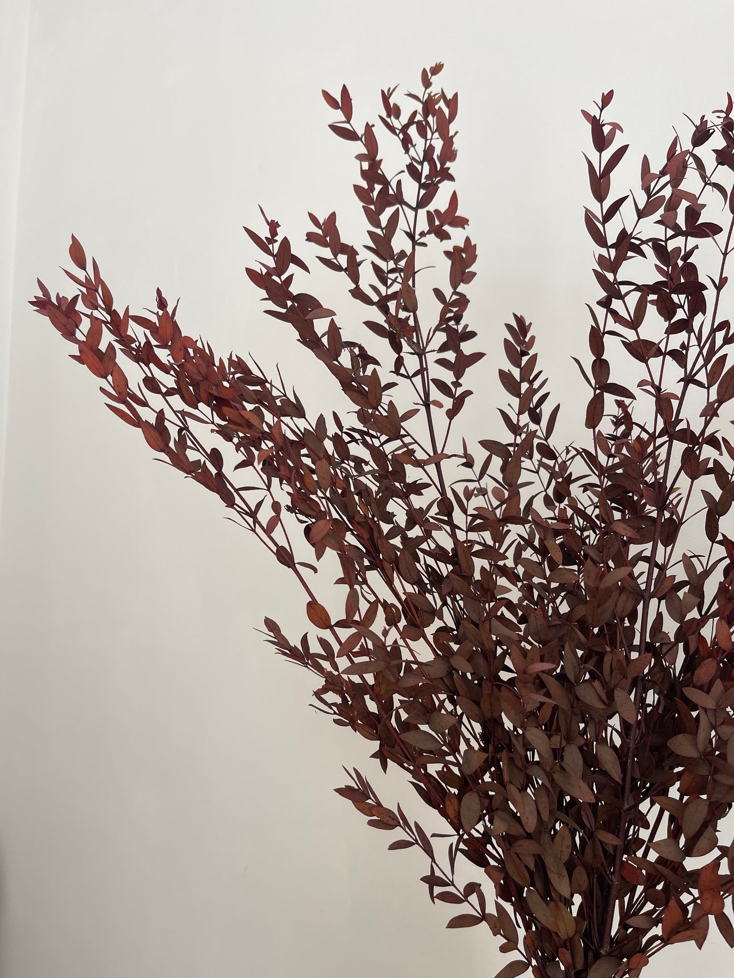 Preserved Eucalyptus Bunch