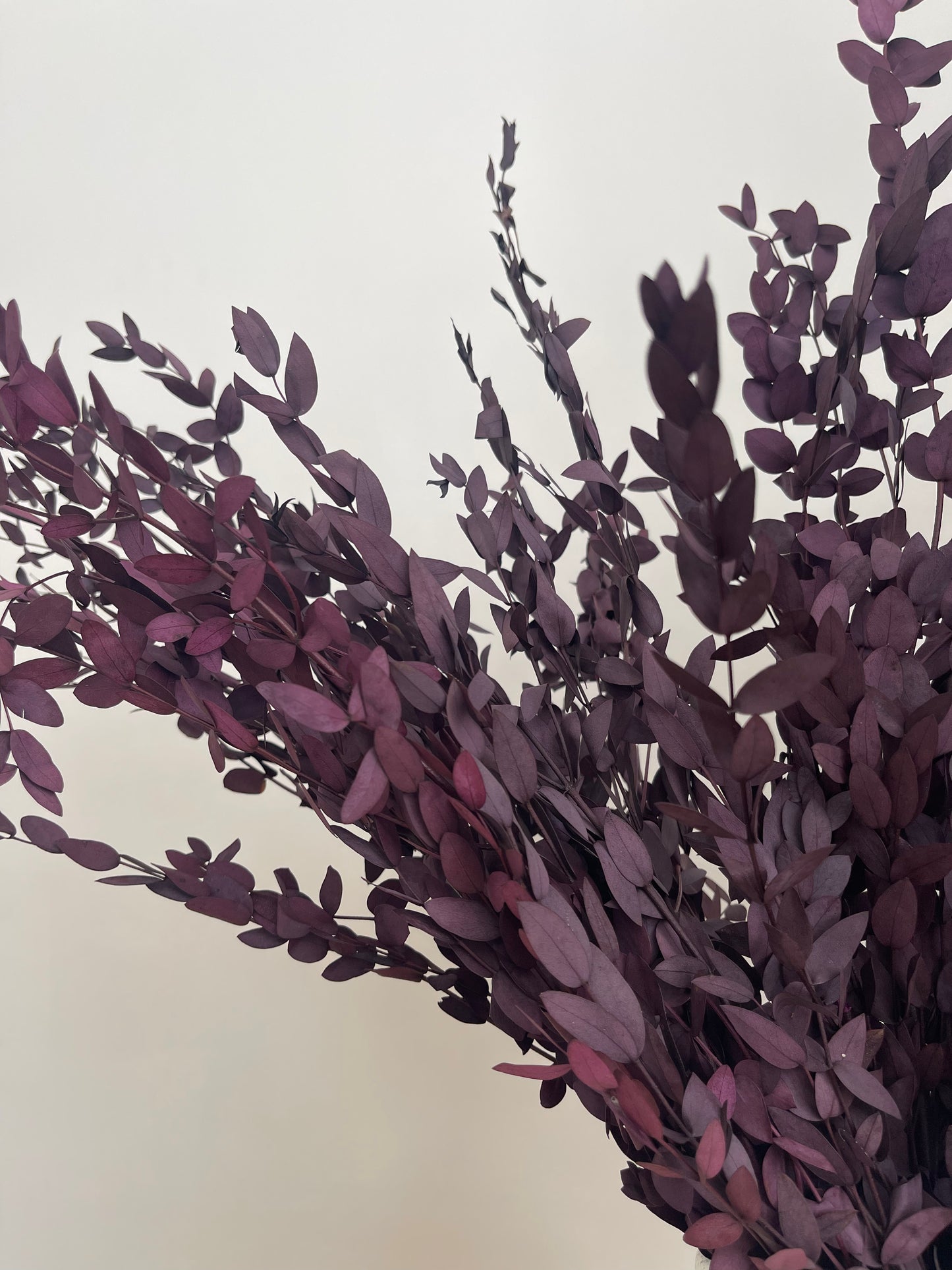 Preserved Eucalyptus Bunch