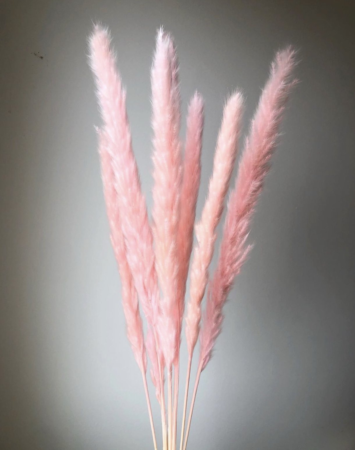 Small Pink Pampas