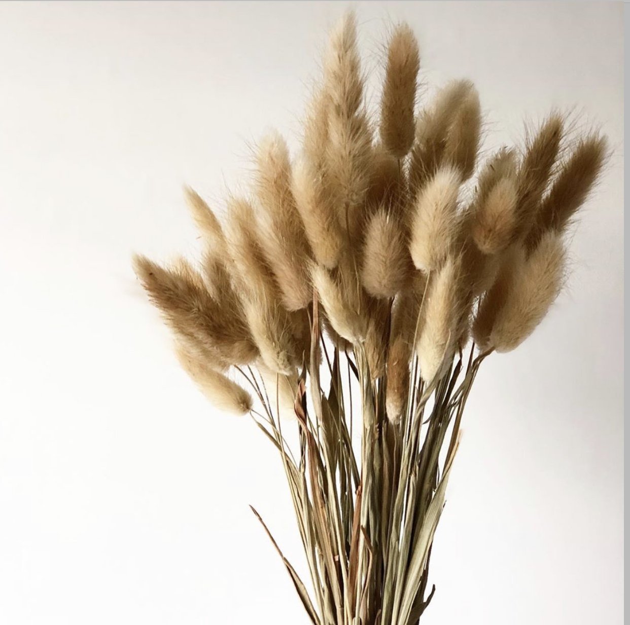 Natural Bunny Tails