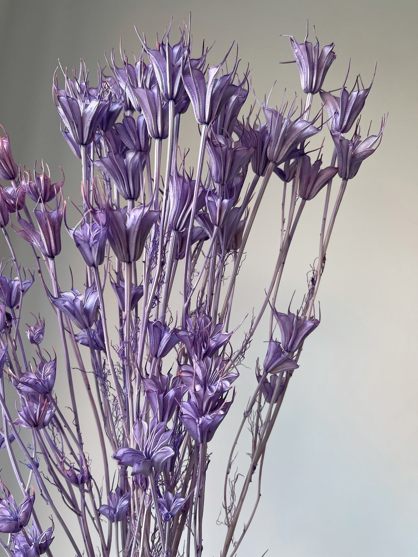 Purple Anise Flowers
