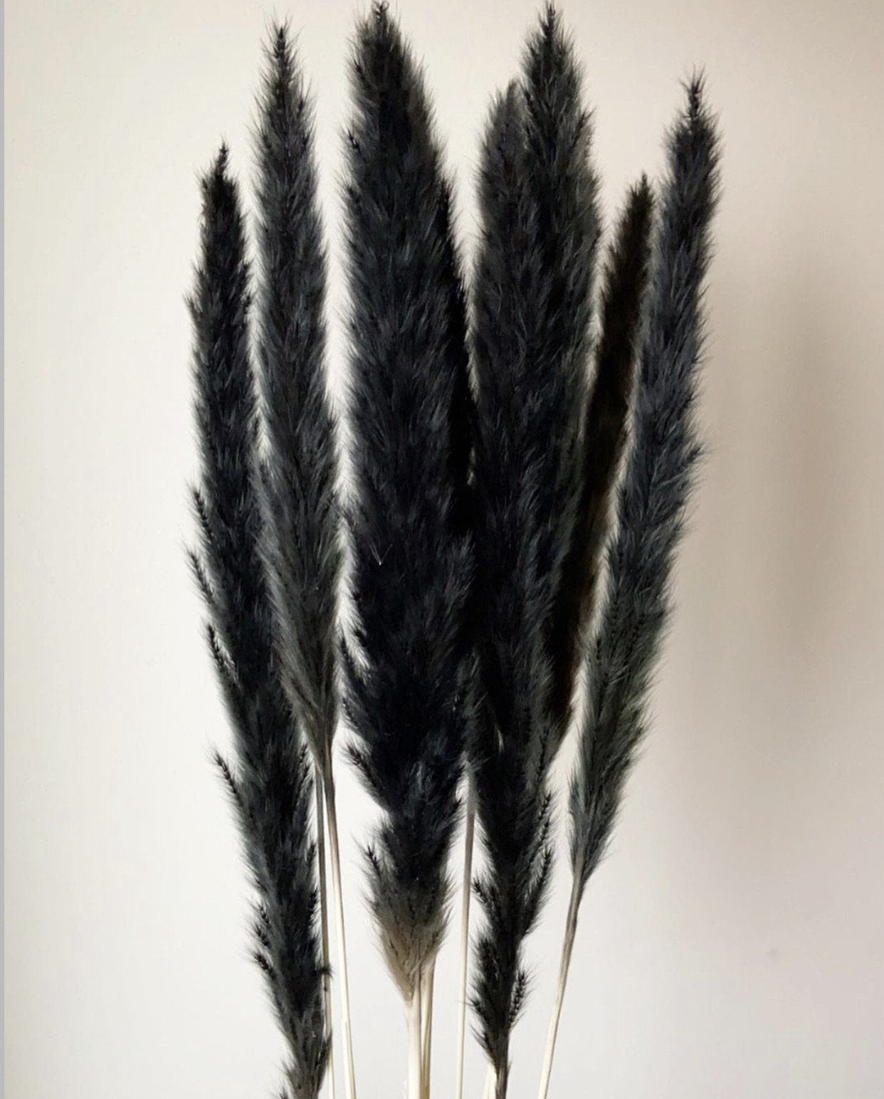 Small Black Pampas