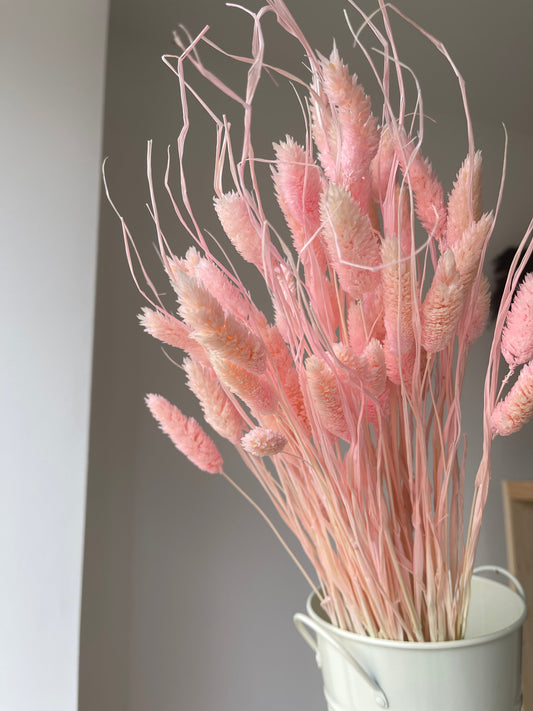 Pale Pink Gem Grass