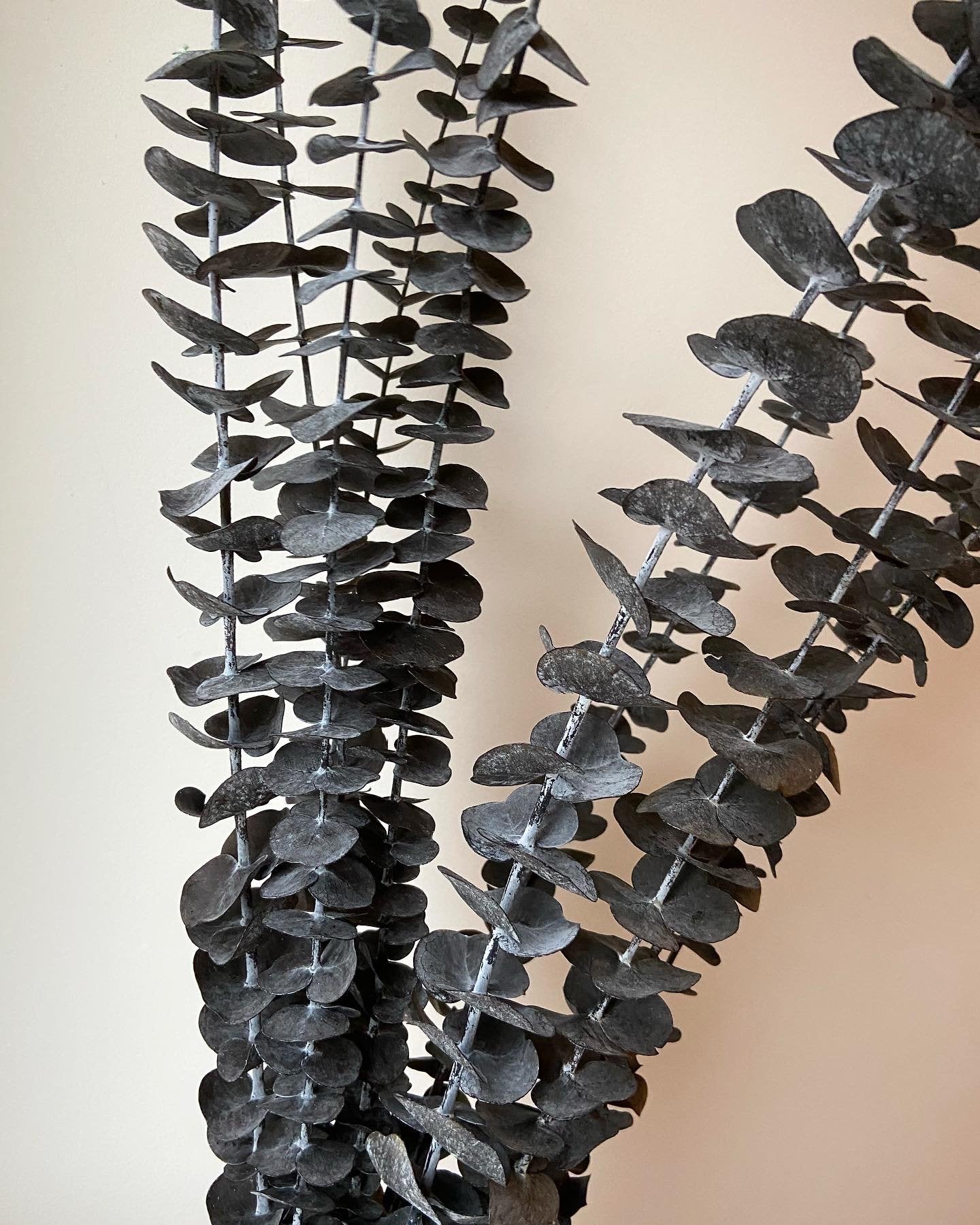 Eucalyptus Stems