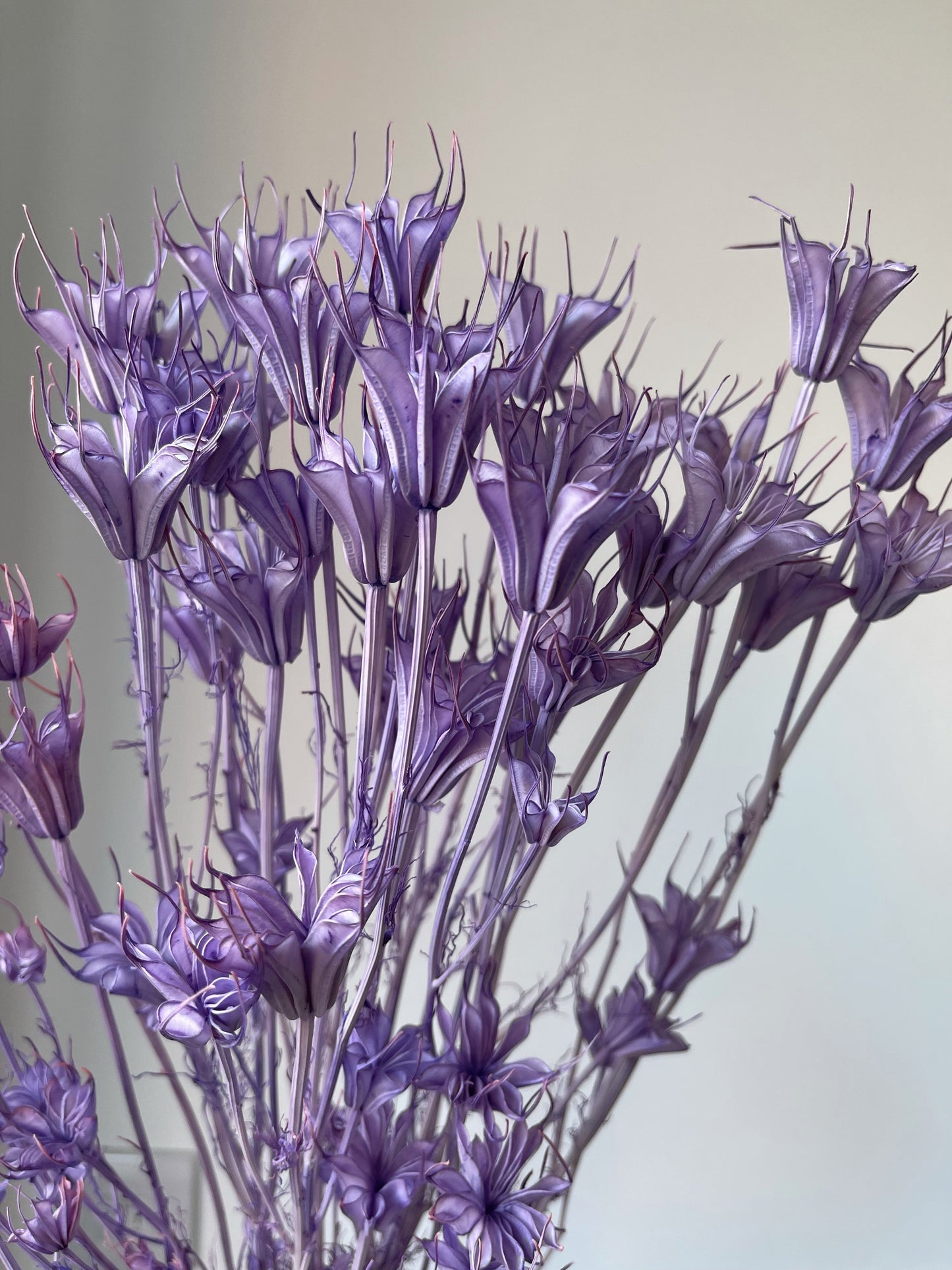 Purple Anise Flowers
