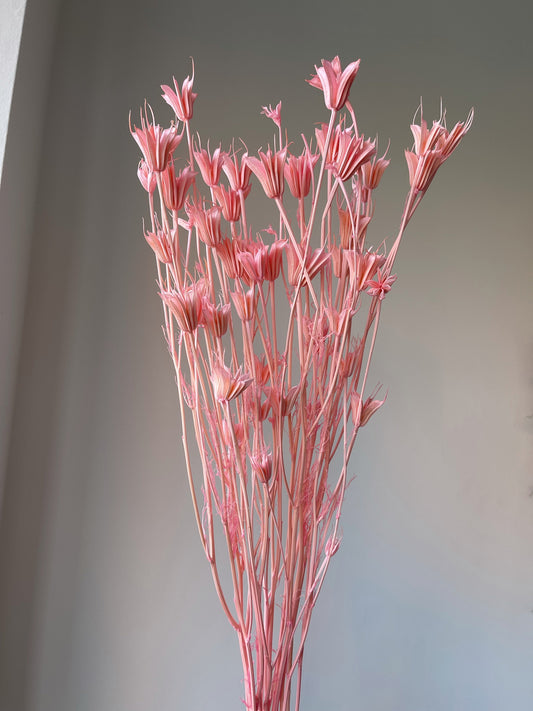 Pink Anise Flowers
