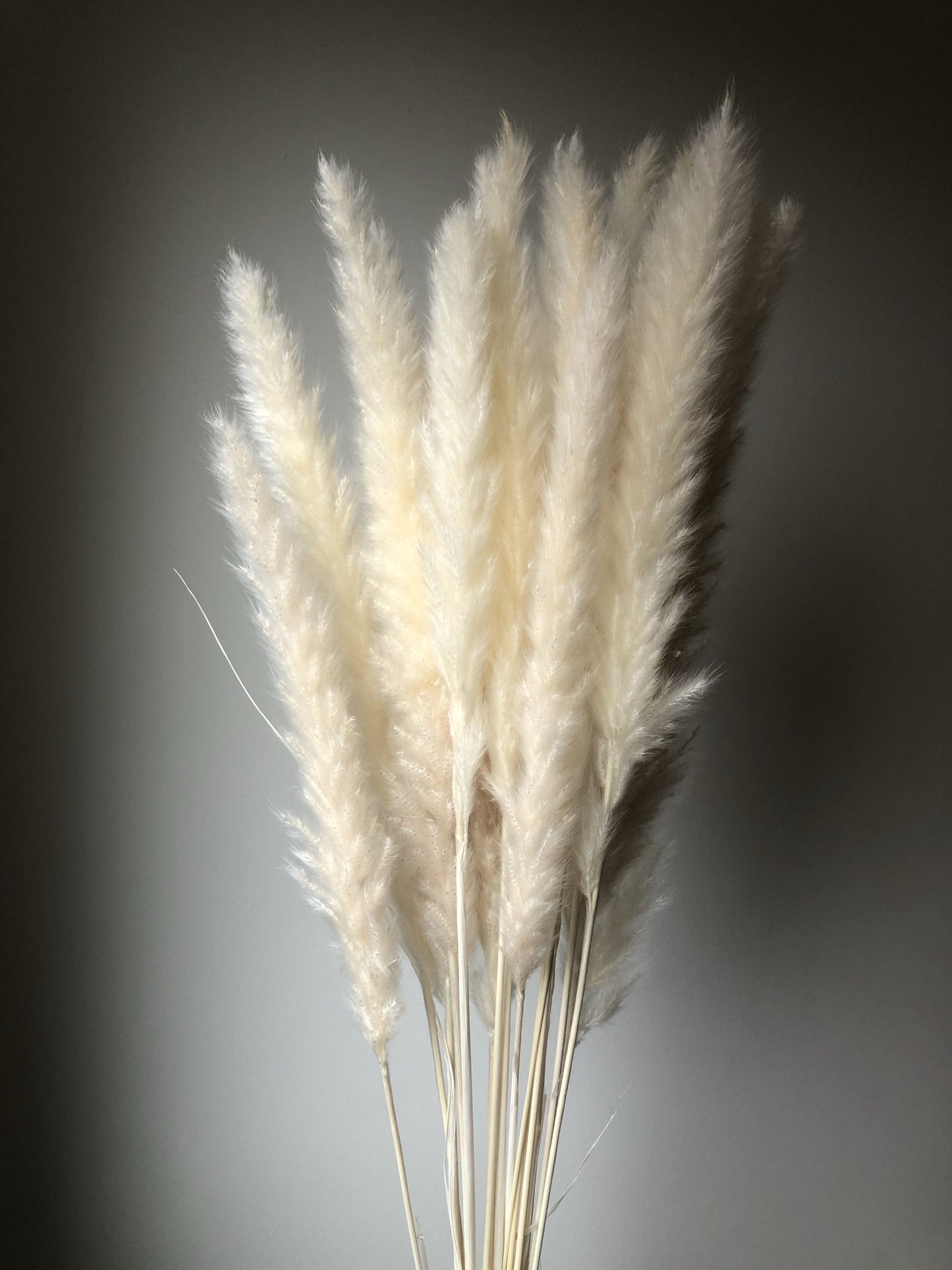 Small Ivory Cream Pampas