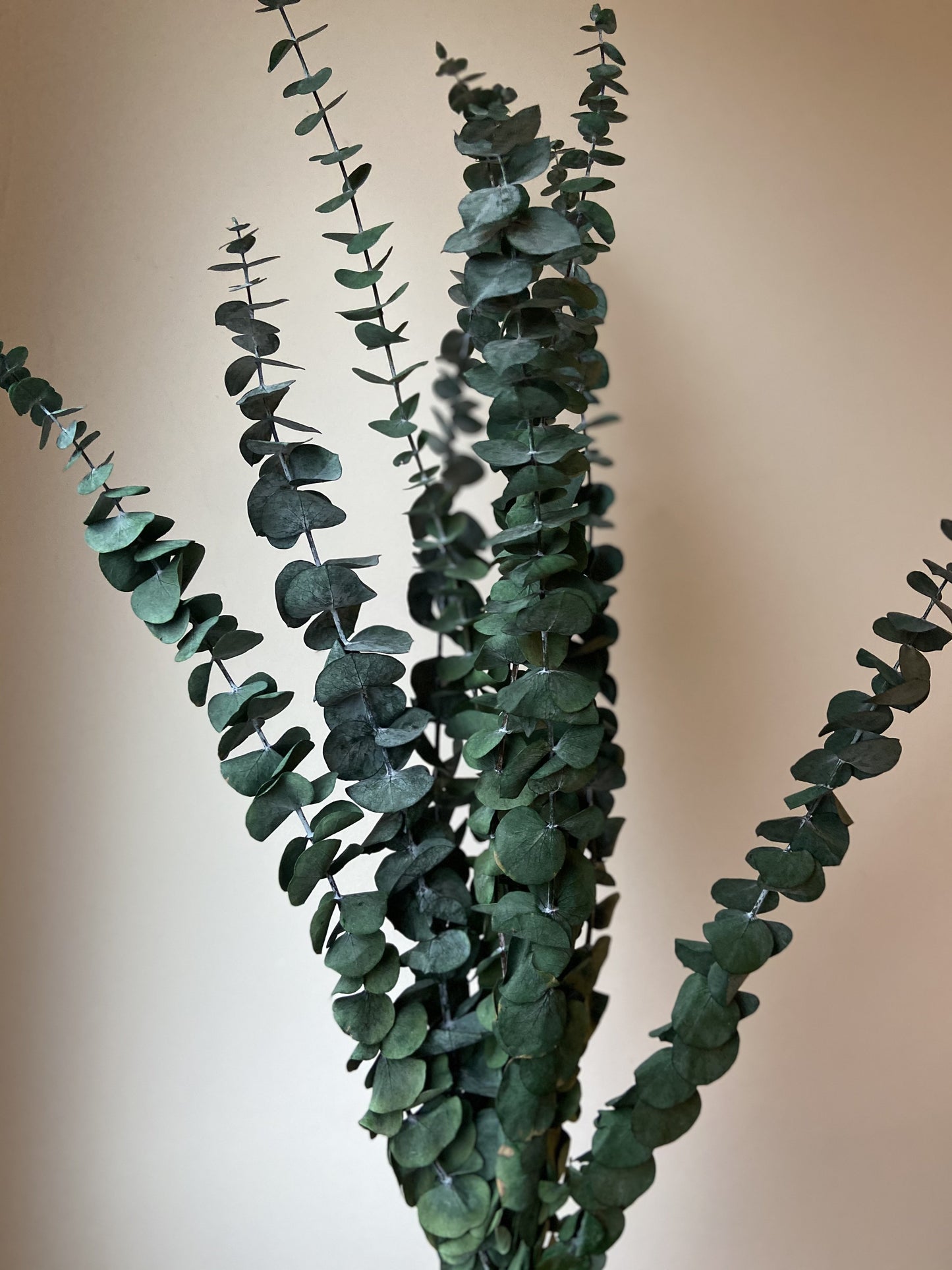 Eucalyptus Stems
