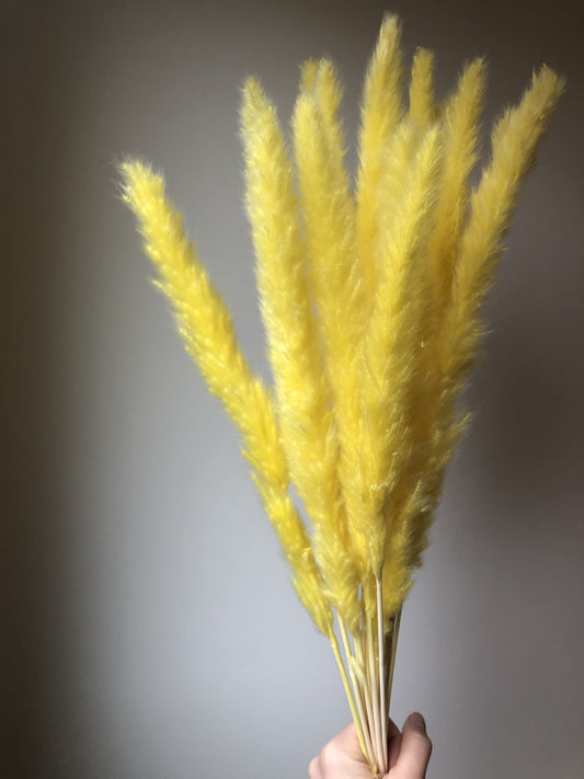 Small Yellow Pampas