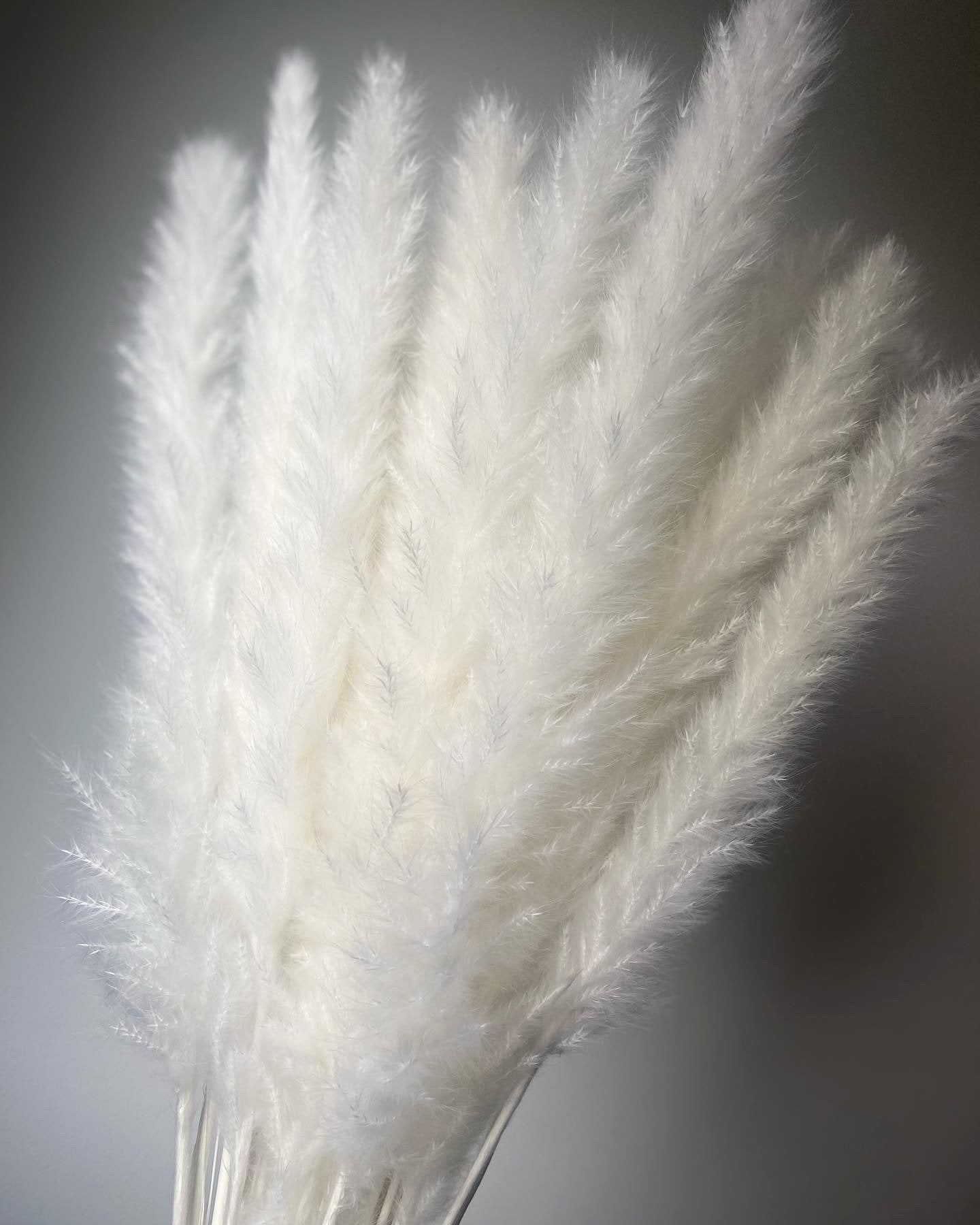 Small White Pampas