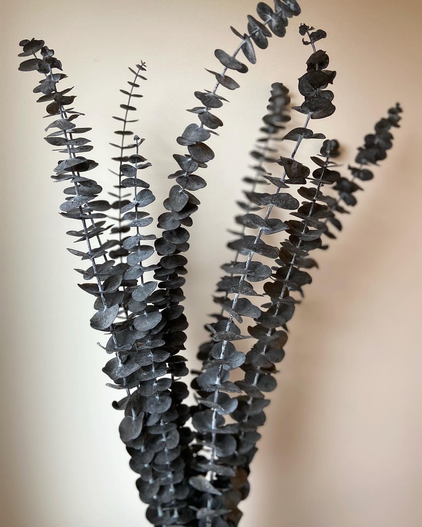 Eucalyptus Stems