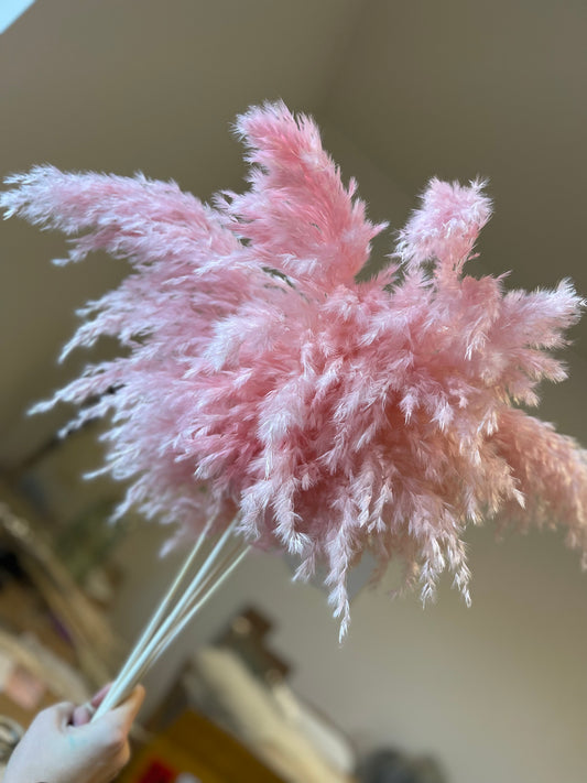 Wild Fluffy Pampas - Pink