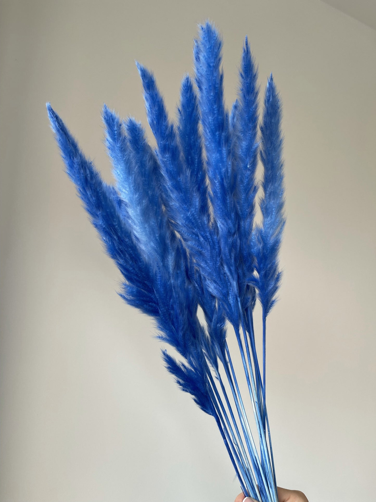 Electric Blue Small Pampas