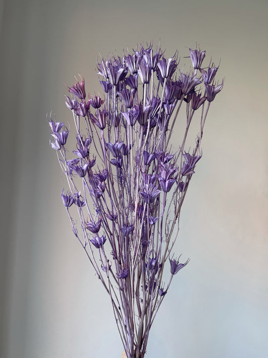 Purple Anise Flowers