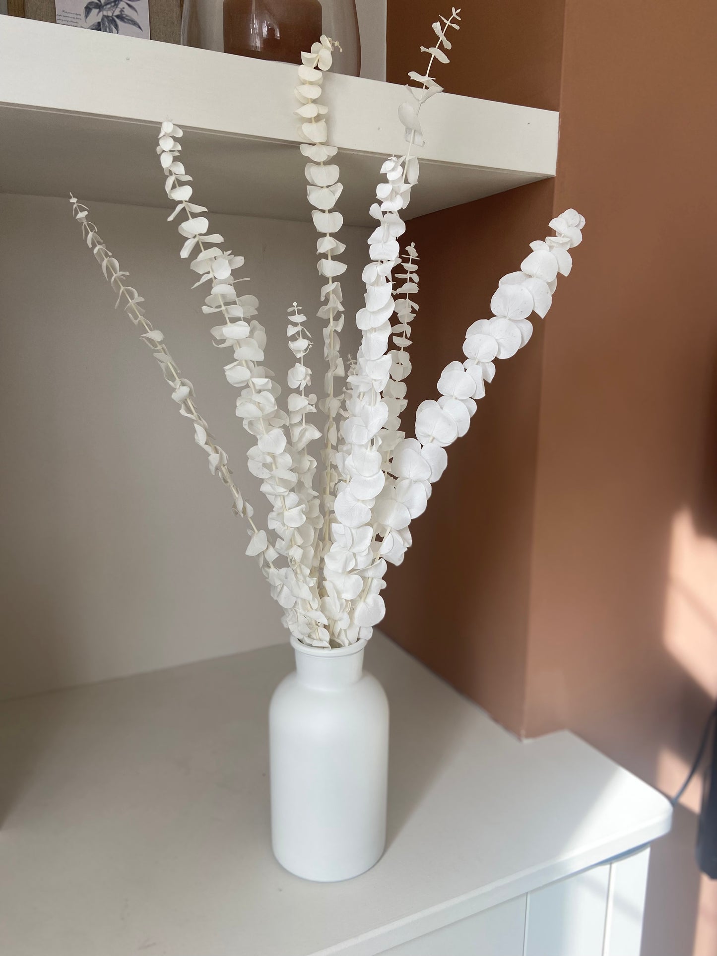 Eucalyptus Stems