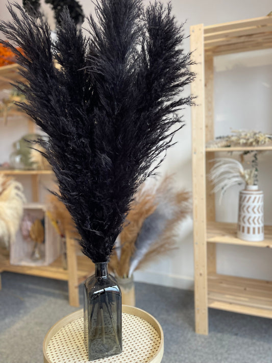 Large Black Pampas