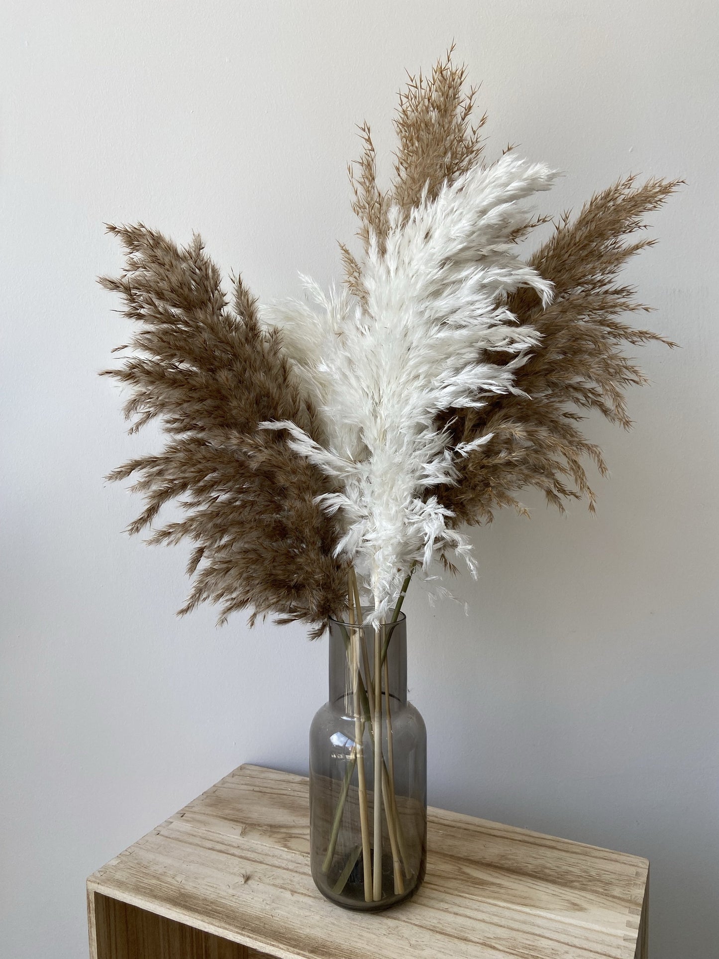 Wild Fluffy Pampas - White & Brown